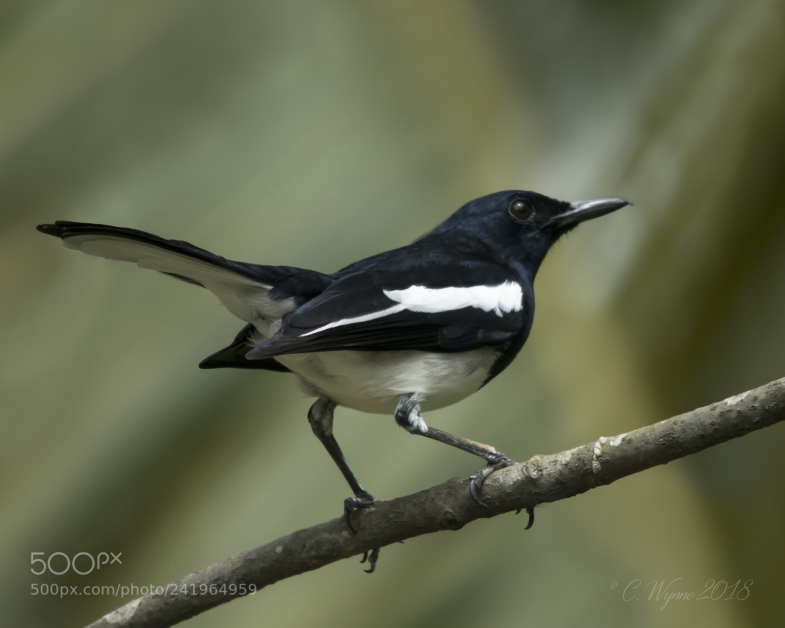 Nikon D7100 sample photo. Oriental magpie robin (male) photography