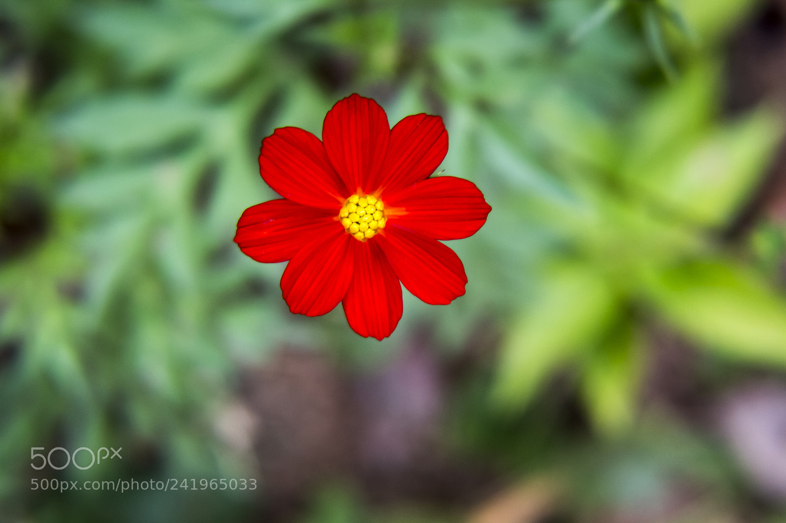 Canon EOS 700D (EOS Rebel T5i / EOS Kiss X7i) sample photo. Floating beauty photography