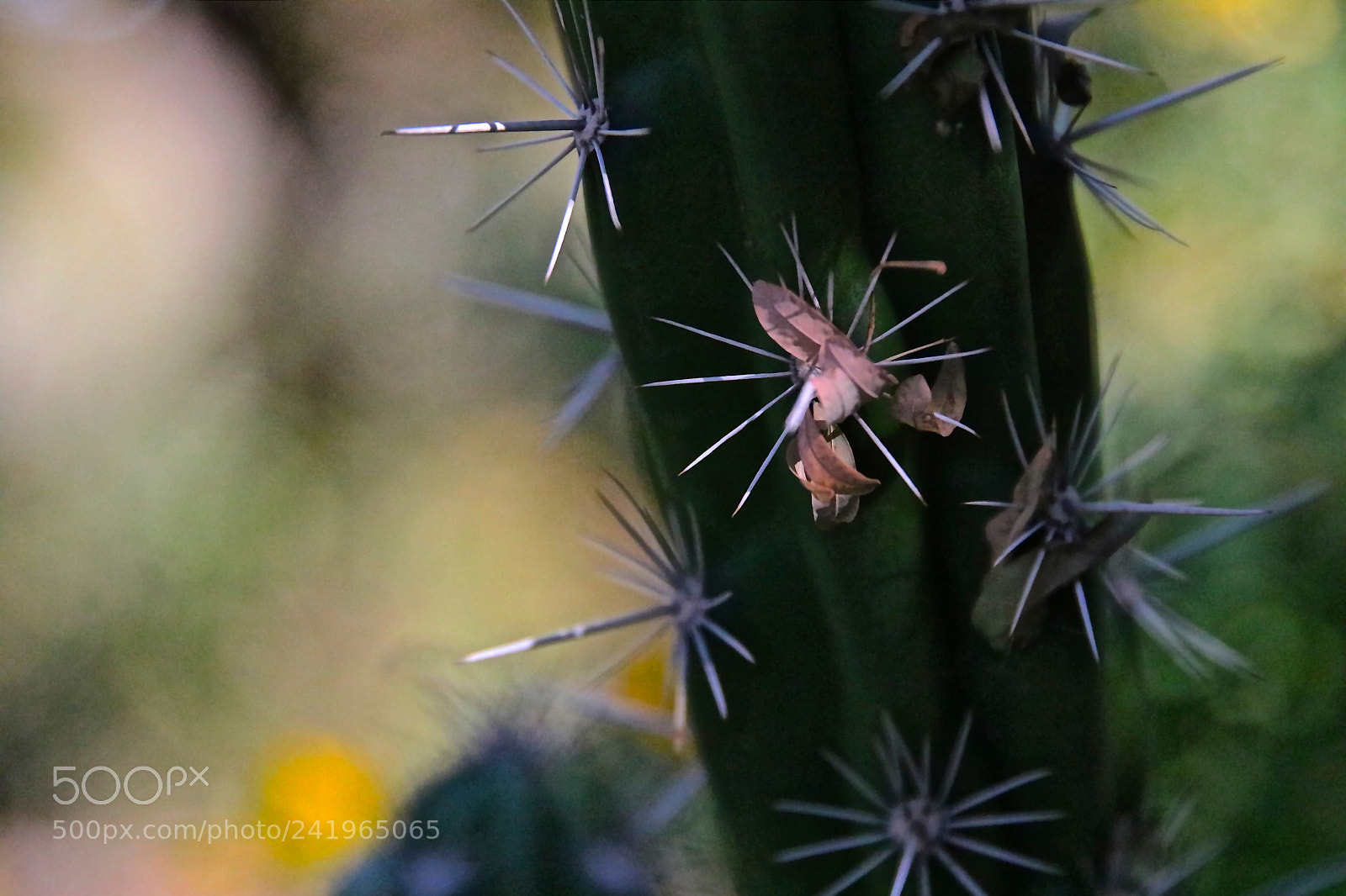 Canon EOS 750D (EOS Rebel T6i / EOS Kiss X8i) sample photo. Cactus thorn photography