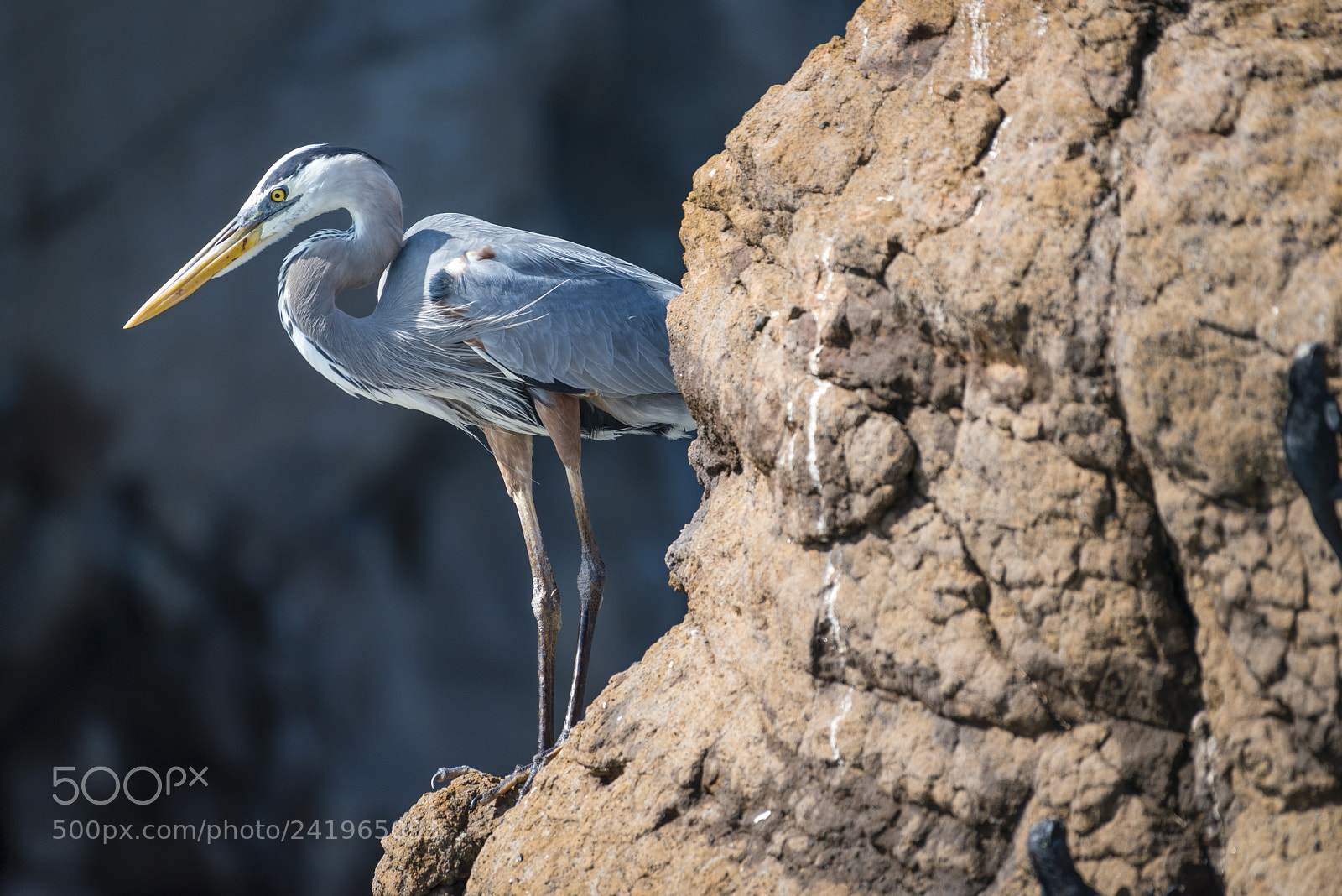Nikon D800 sample photo. Great blue heron at photography