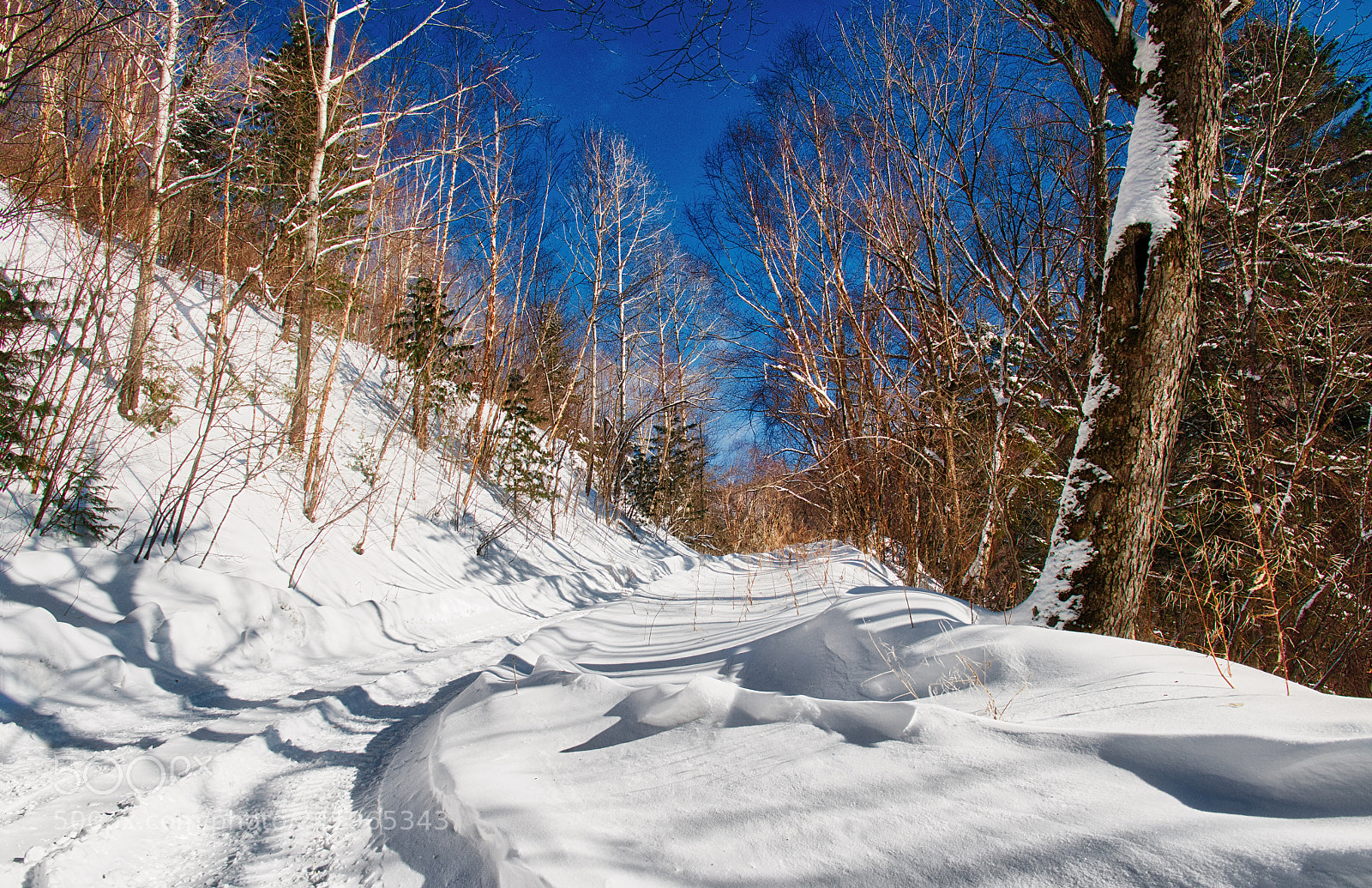 Nikon D810 sample photo. Cold day in the photography