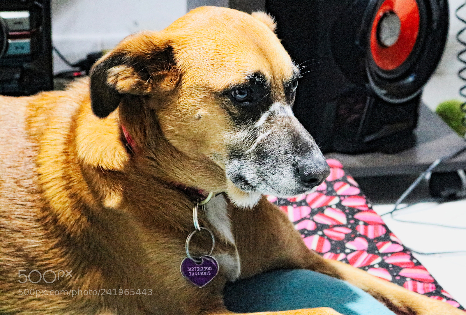 Canon EOS 750D (EOS Rebel T6i / EOS Kiss X8i) sample photo. Img photography