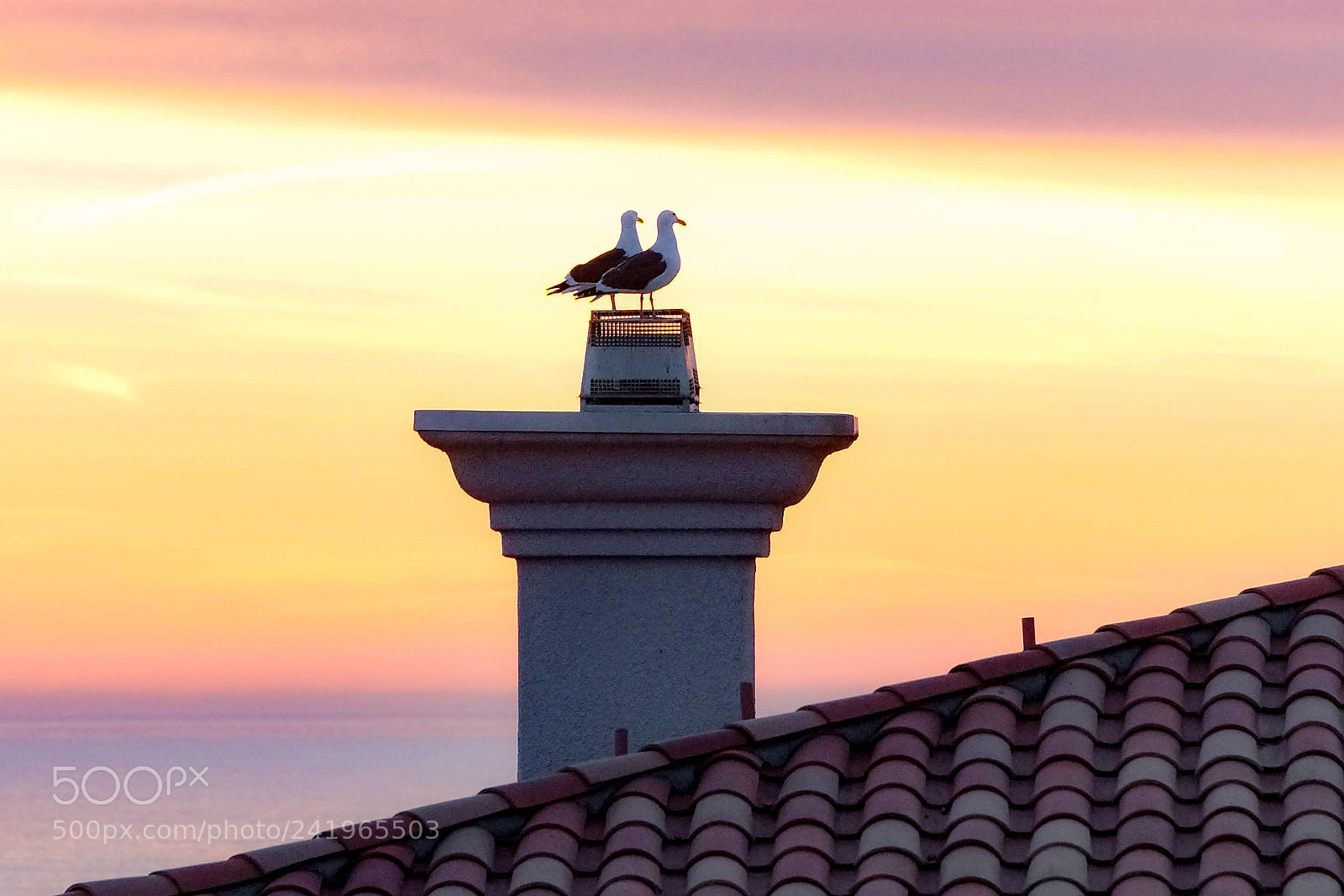 Sony SLT-A99V sample photo. Sunset birds - la photography