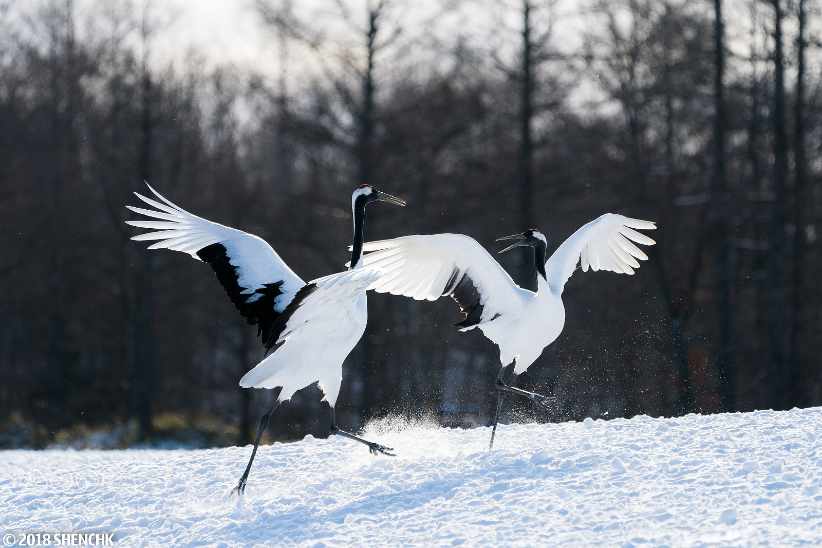 Sony a9 sample photo. Sacred cranes in hokkaido photography