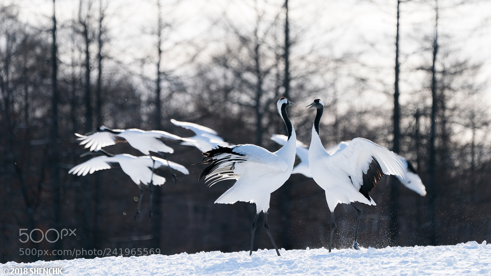 Sony a9 sample photo. Sacred cranes in hokkaido photography
