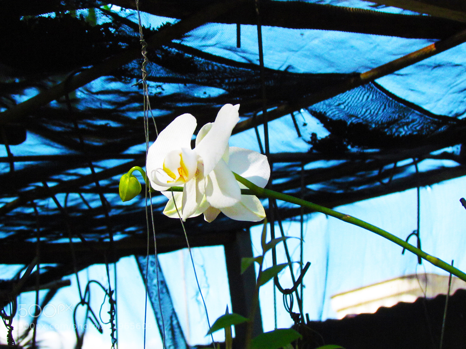Canon PowerShot SX30 IS sample photo. A beautiful flower photography
