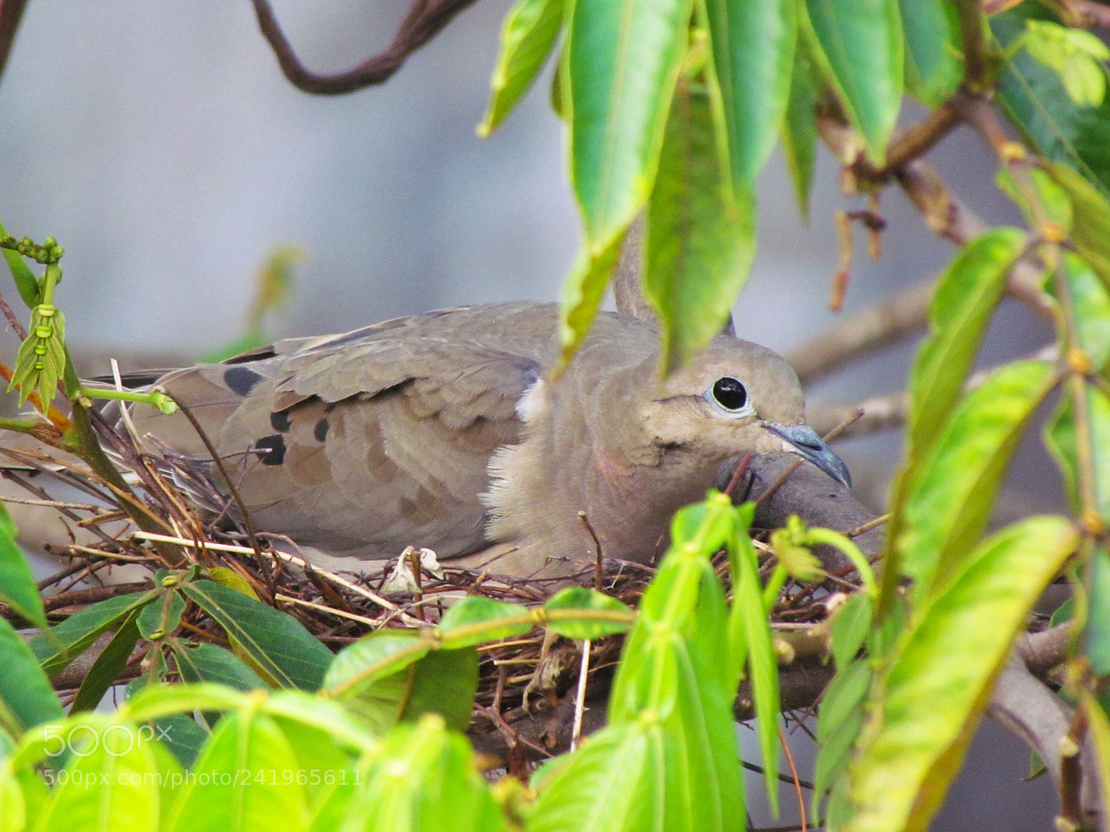 Canon PowerShot SX30 IS sample photo. The simple mother photography