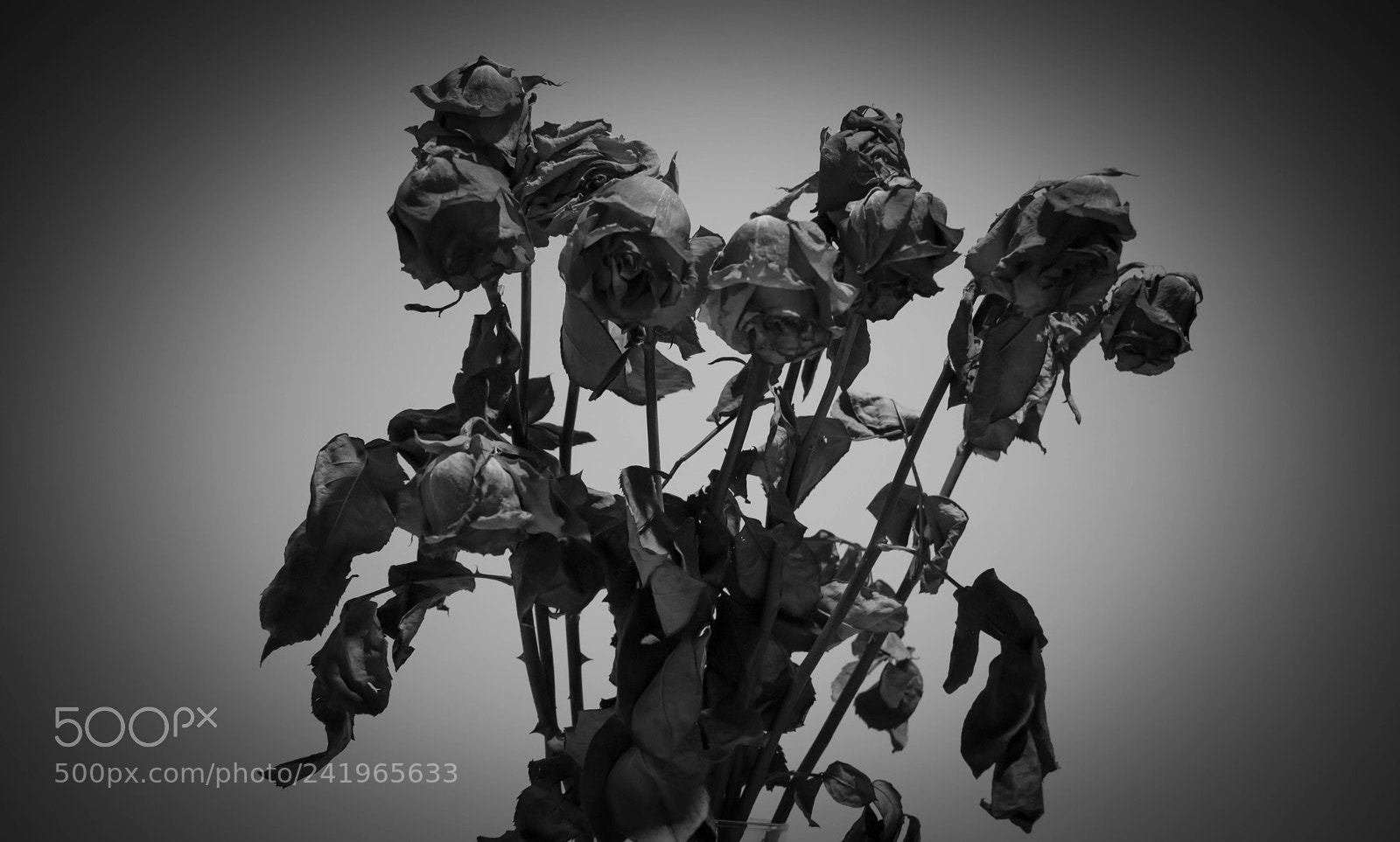 Nikon D3400 sample photo. Flores photography