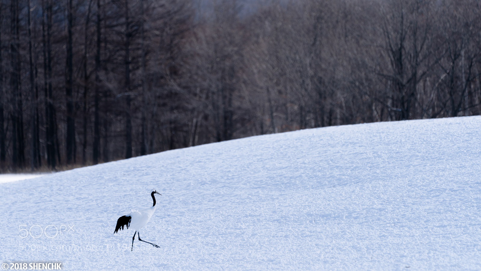 Sony a9 sample photo. Sacred cranes in hokkaido photography