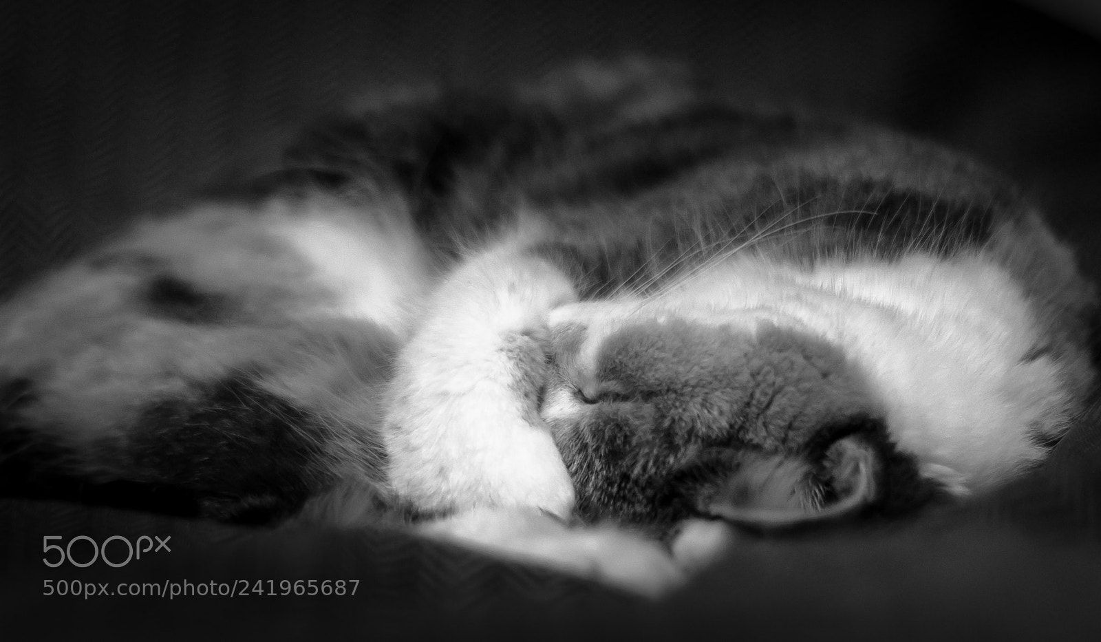 Sony a99 II sample photo. Sleeping beauty cat in photography