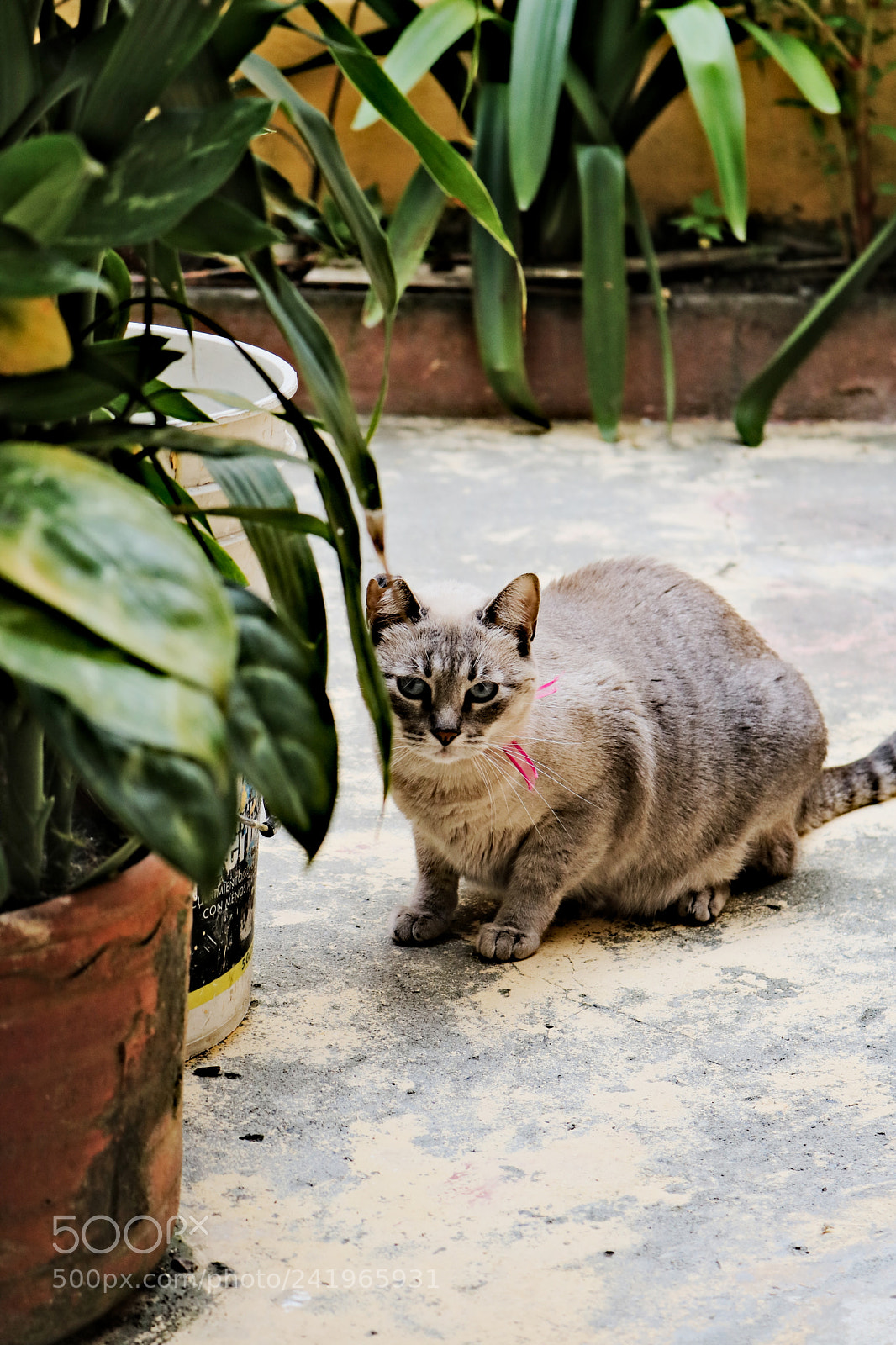 Canon EOS 750D (EOS Rebel T6i / EOS Kiss X8i) sample photo. Img photography