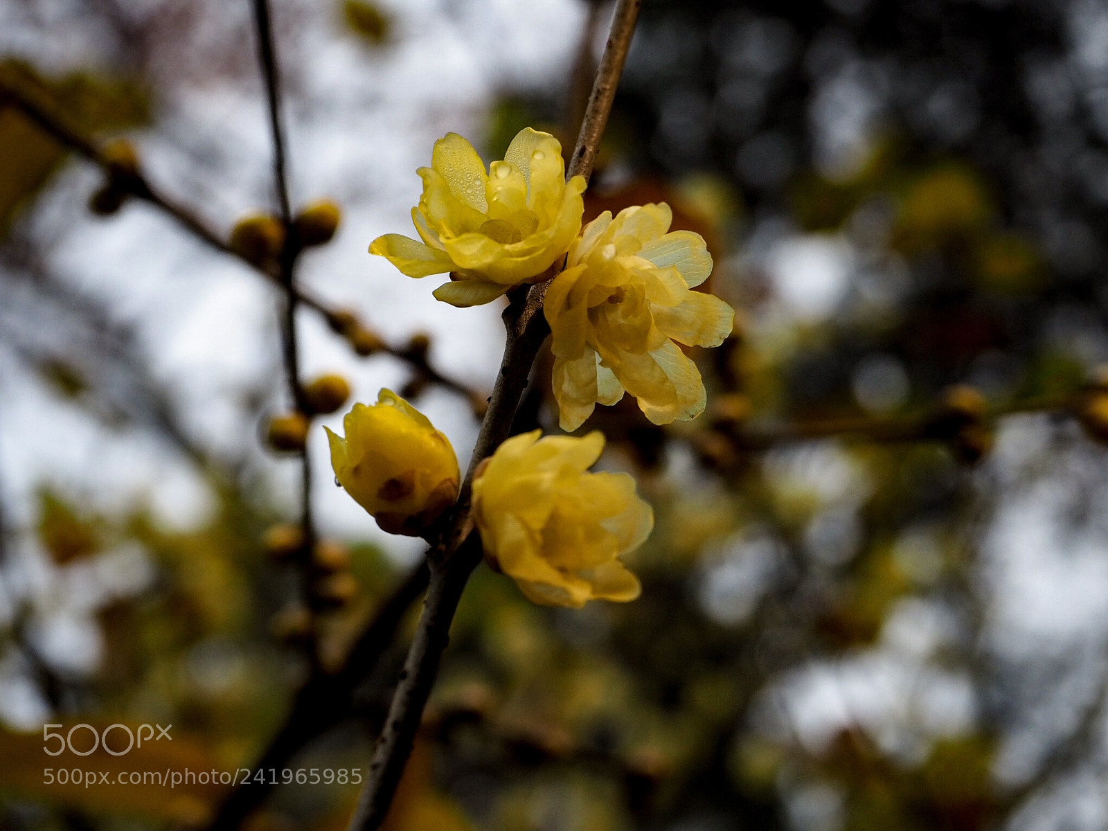 Olympus OM-D E-M5 II sample photo. 腊梅 photography