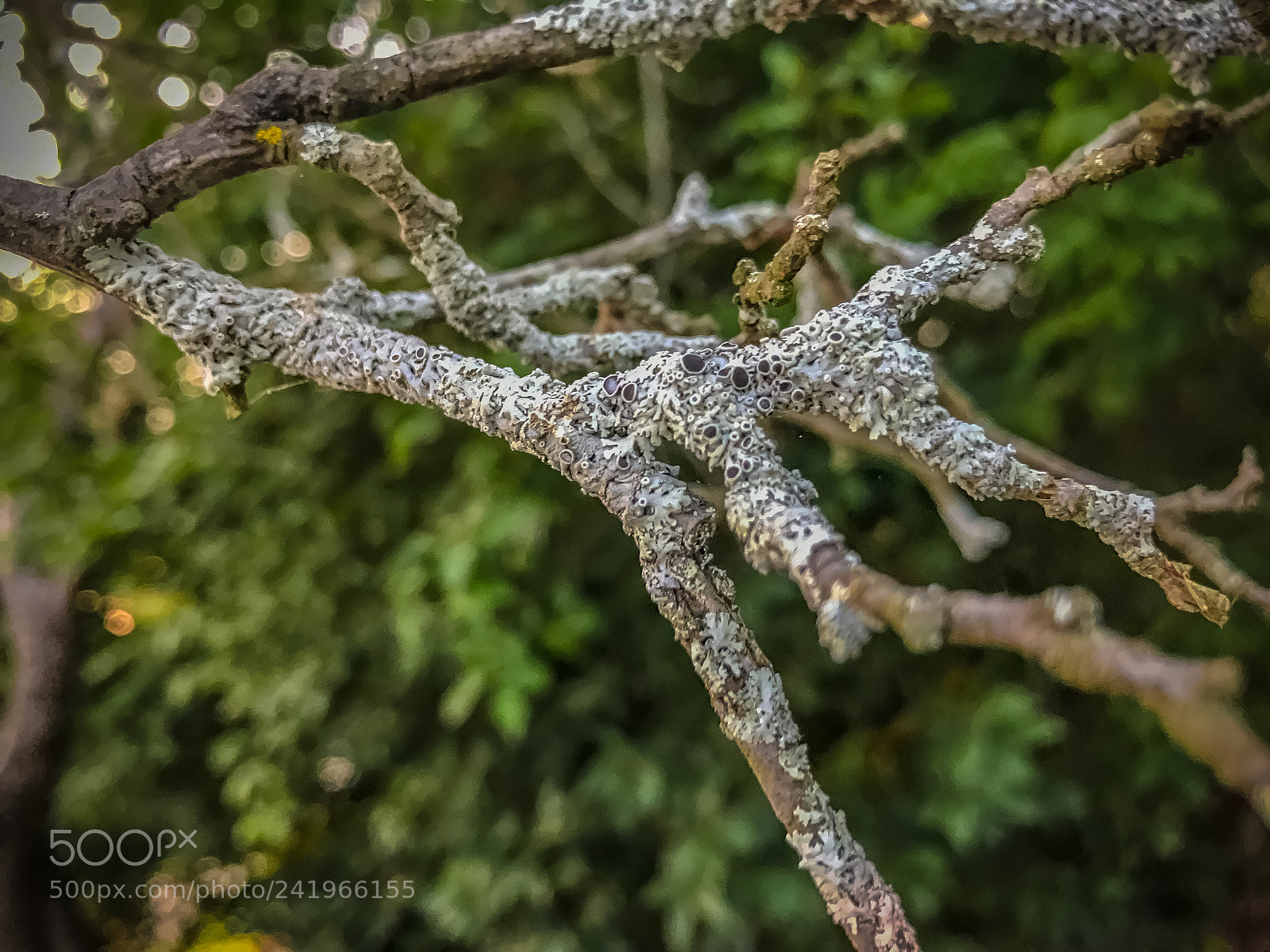 Apple iPhone 7 Plus sample photo. Branches photography