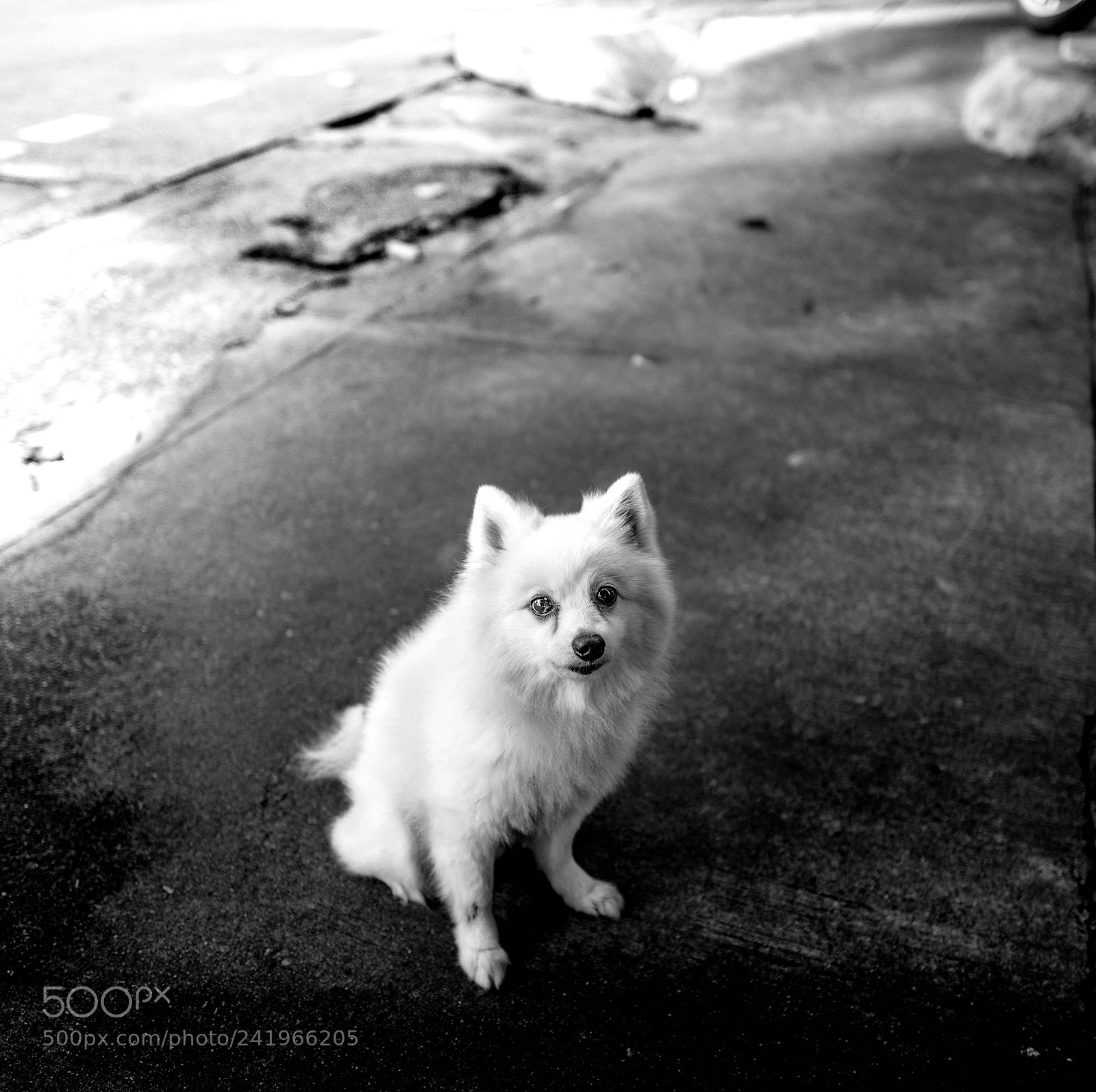 Leica Q (Typ 116) sample photo. White wolf photography