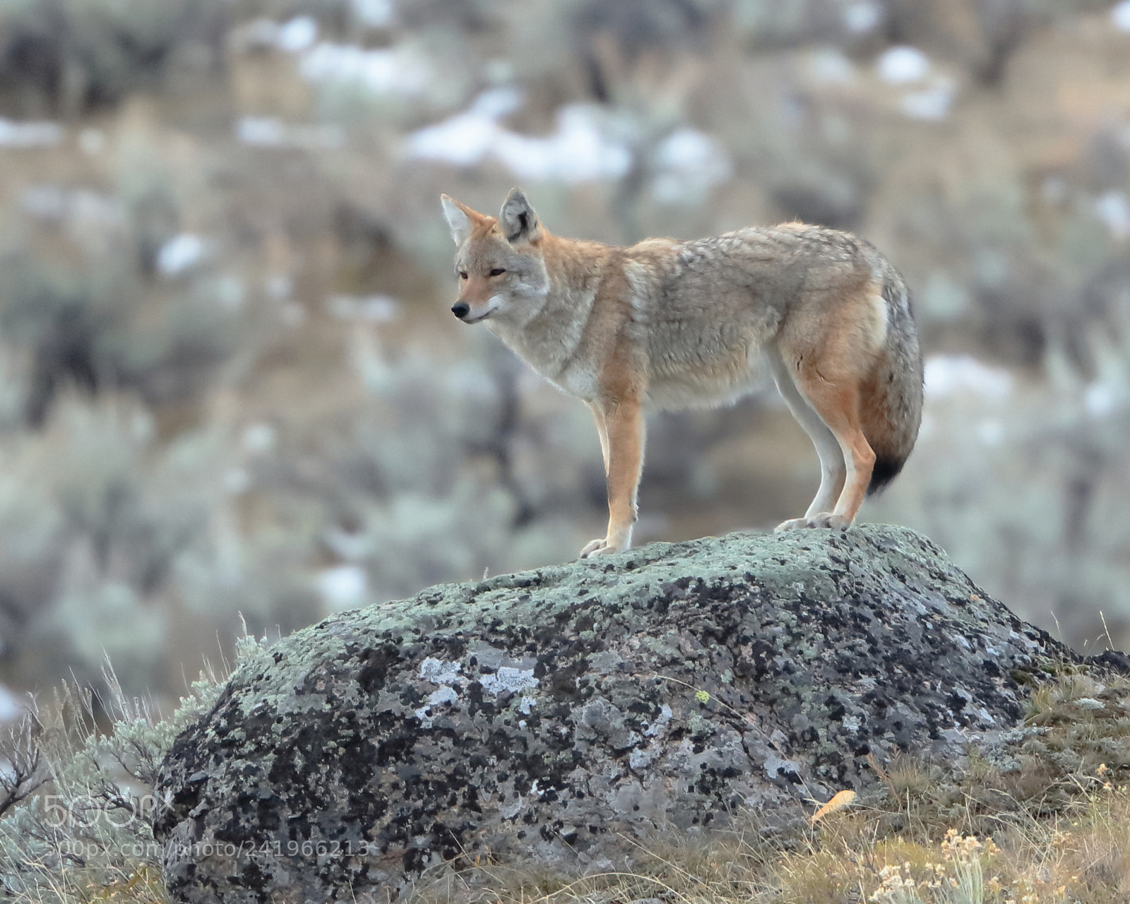 Canon EOS 5DS R sample photo. Coyote watching me watching photography