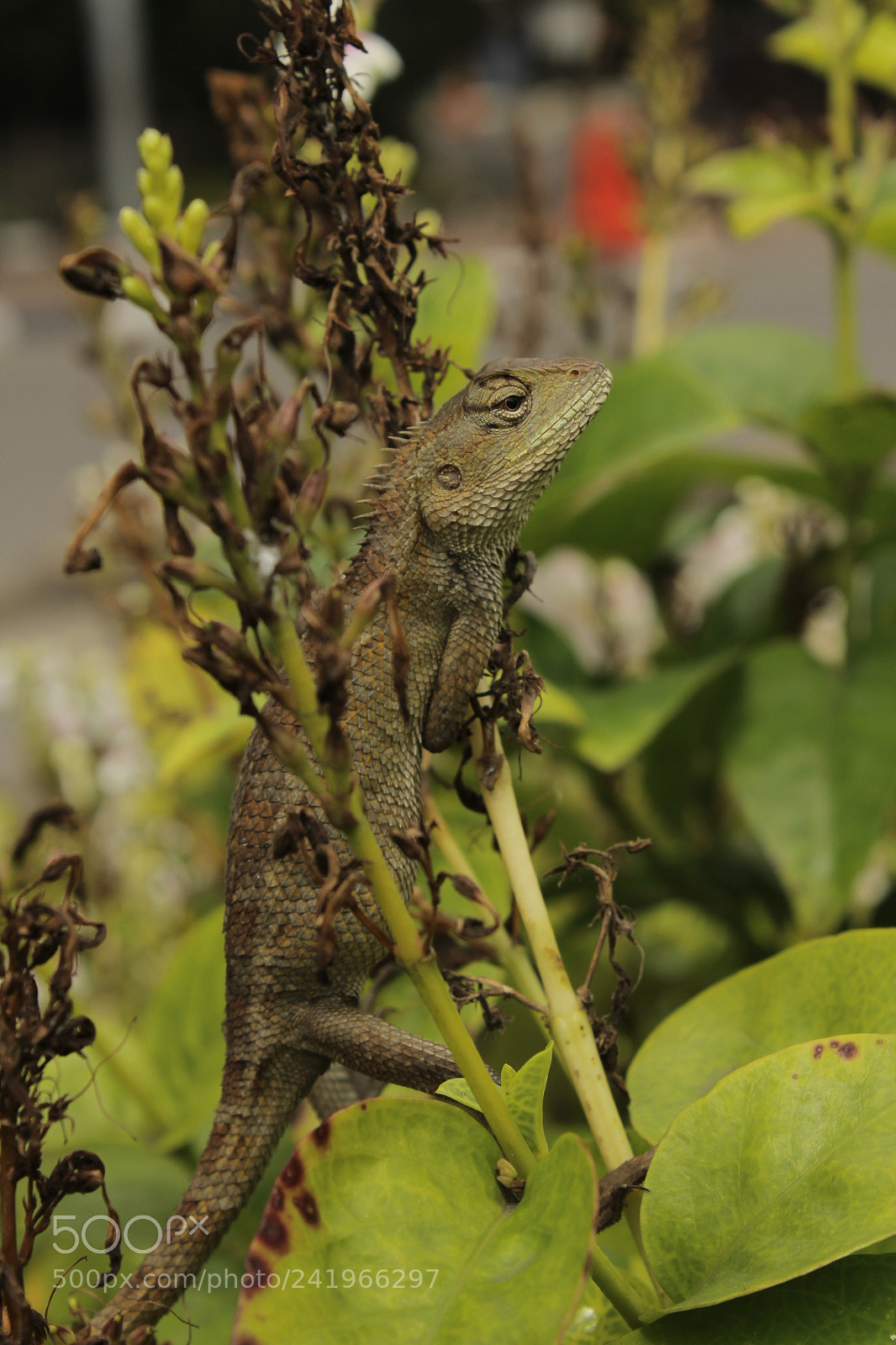 Canon EOS 1200D (EOS Rebel T5 / EOS Kiss X70 / EOS Hi) sample photo. Only the train eyes photography