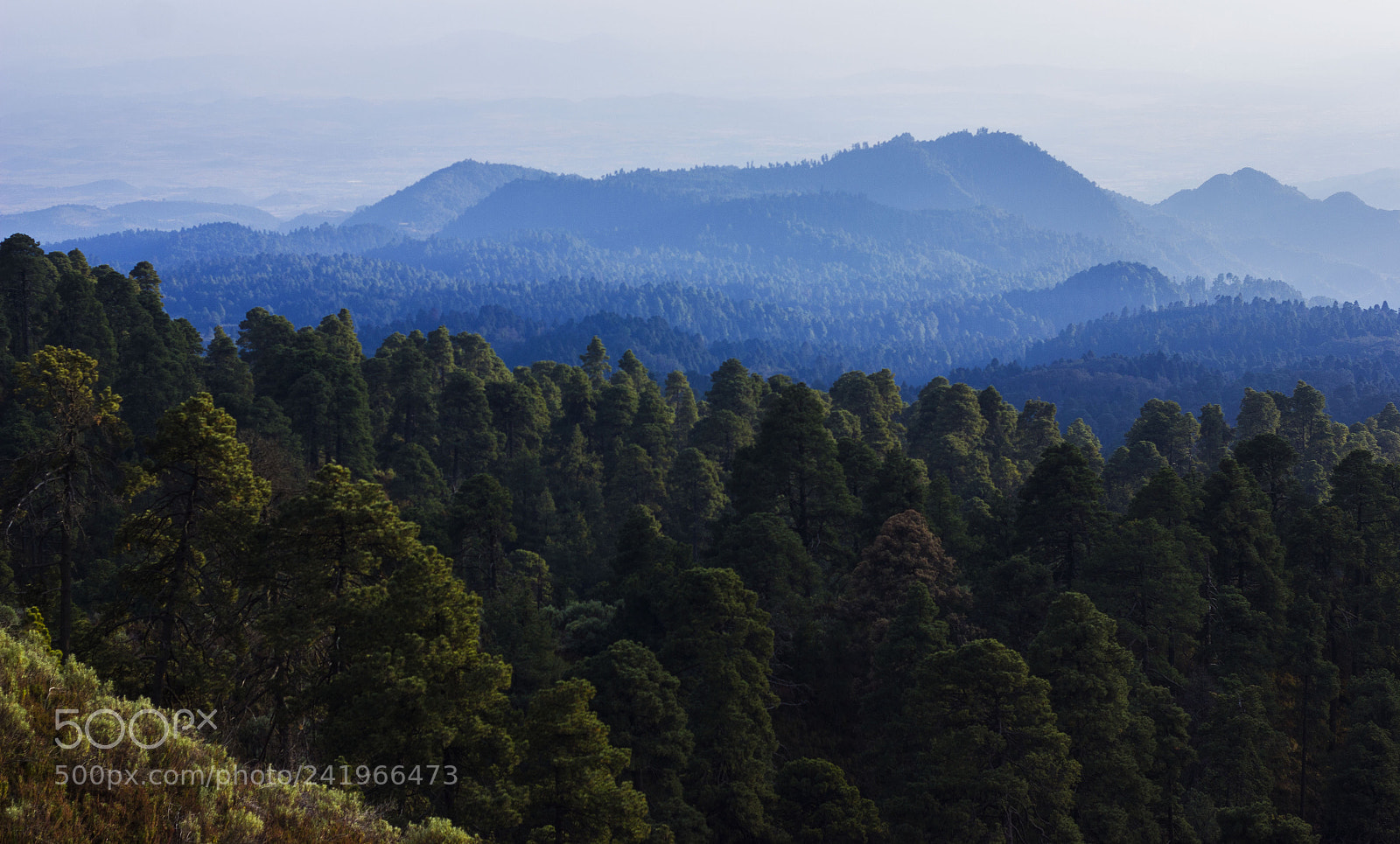 Canon EOS 550D (EOS Rebel T2i / EOS Kiss X4) sample photo. Bosque de gigantes photography
