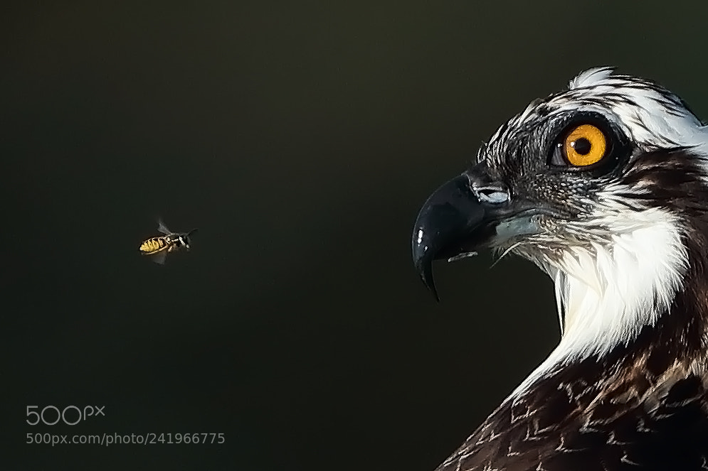 Canon EOS 5DS R sample photo. Hey osprey, you done photography
