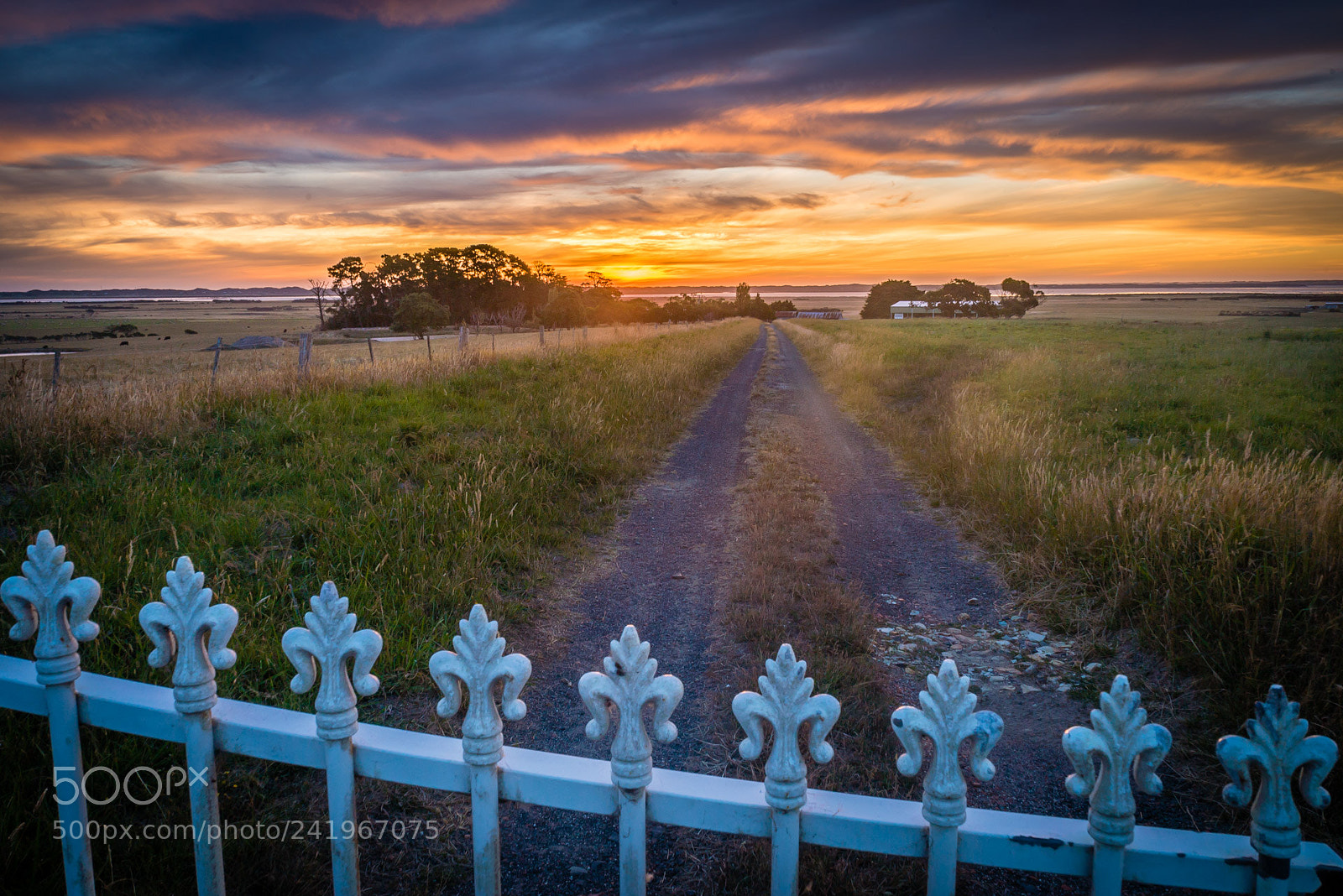 Sony a7S sample photo. Freedom over the fence photography