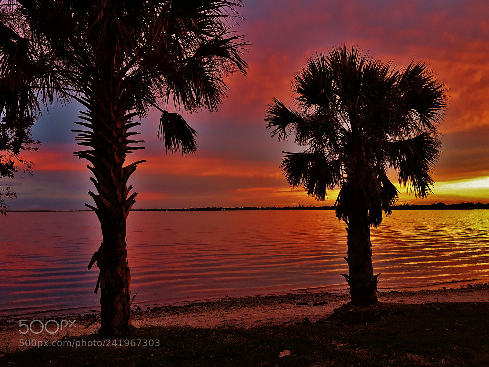 Samsung Galaxy S6 sample photo. Palmetto sunset silhouettes  2018 photography