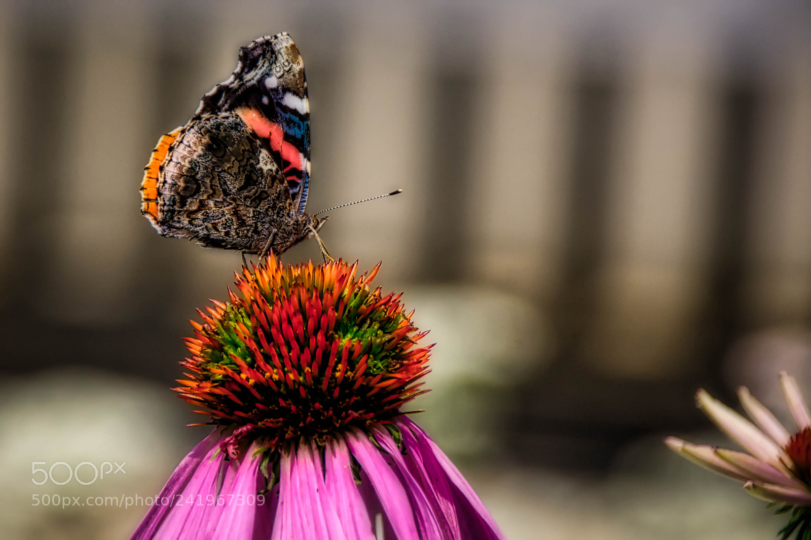 Nikon D7200 sample photo. Flutterby luminar2018 photography