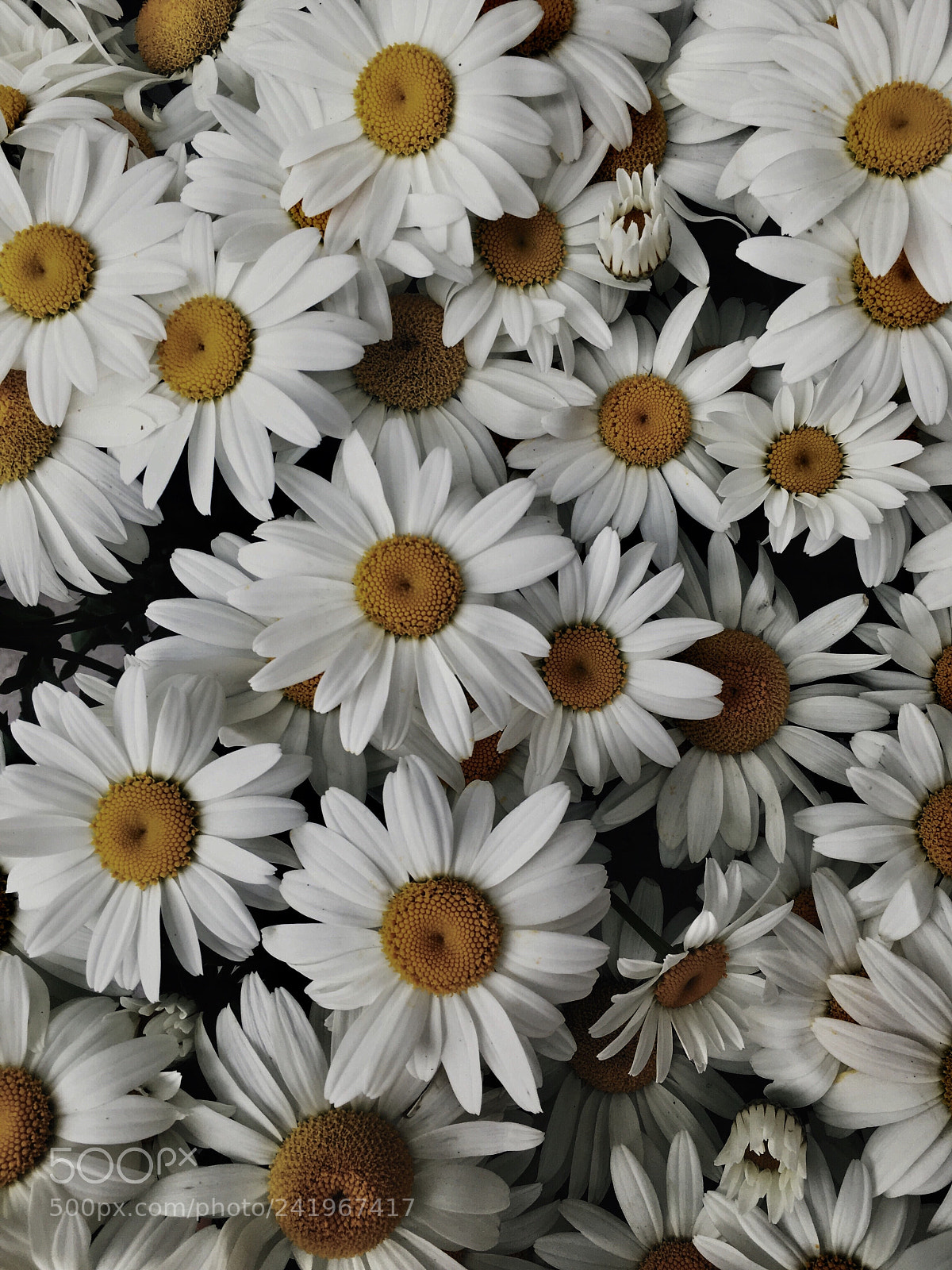 Apple iPhone 6s sample photo. The summer of the photography