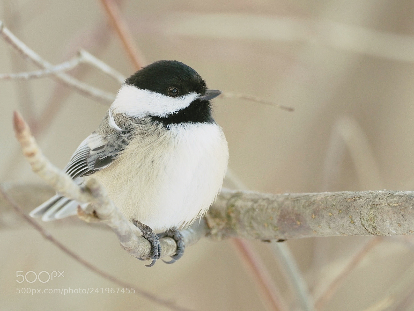 Olympus OM-D E-M1 Mark II sample photo. Black capped chickadee photography