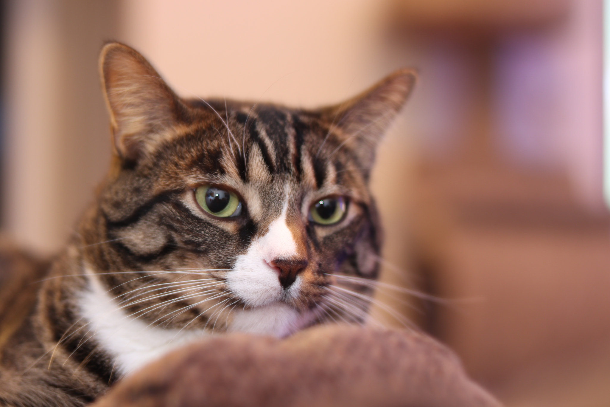 Canon EOS 800D (EOS Rebel T7i / EOS Kiss X9i) sample photo. Cat (now with bokeh) photography