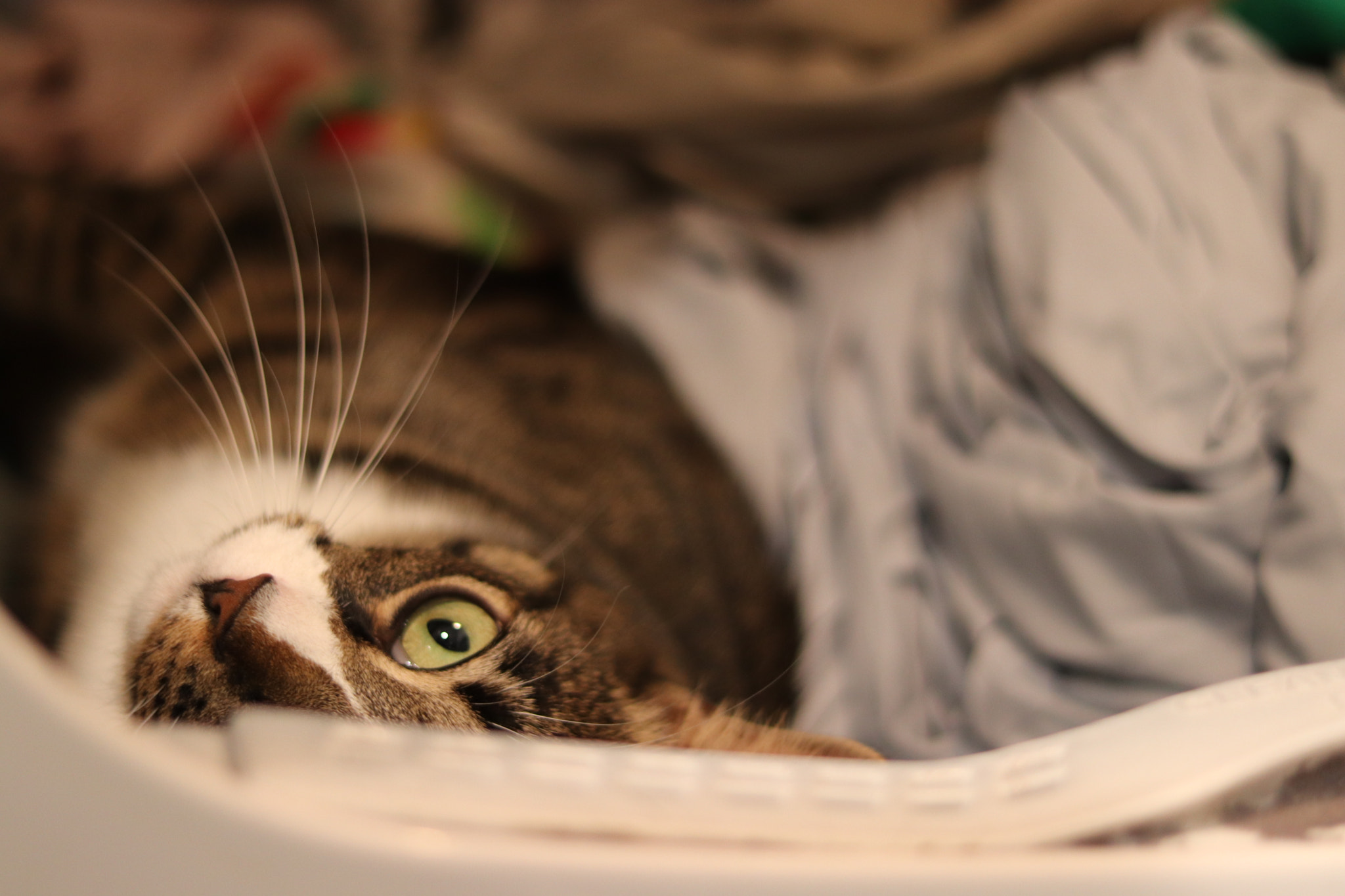 Canon EOS 800D (EOS Rebel T7i / EOS Kiss X9i) + Canon EF 50mm F1.8 STM sample photo. Cat in the dryer photography