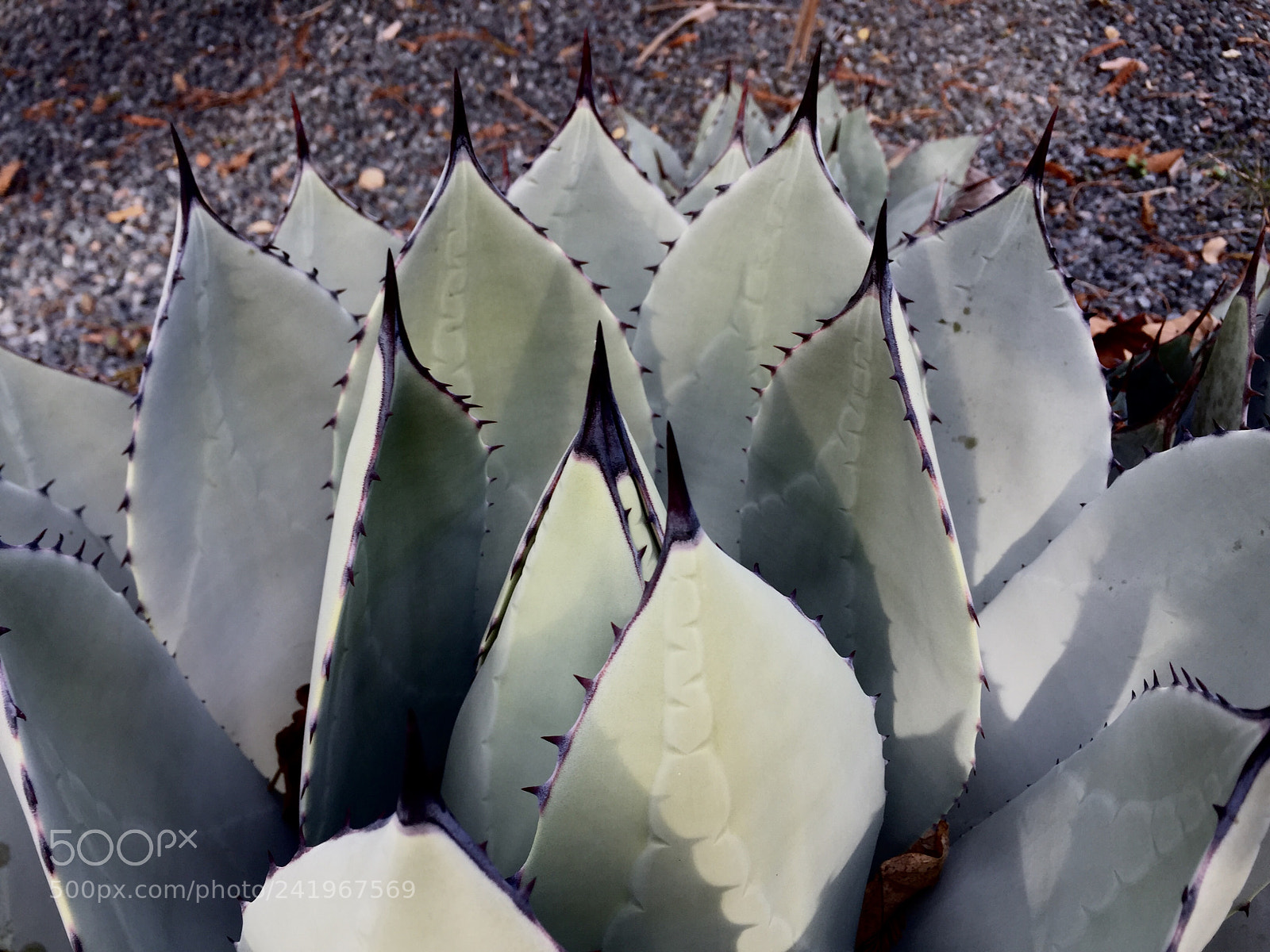 Apple iPhone 6 sample photo. Desert beauty 2 ~ photography