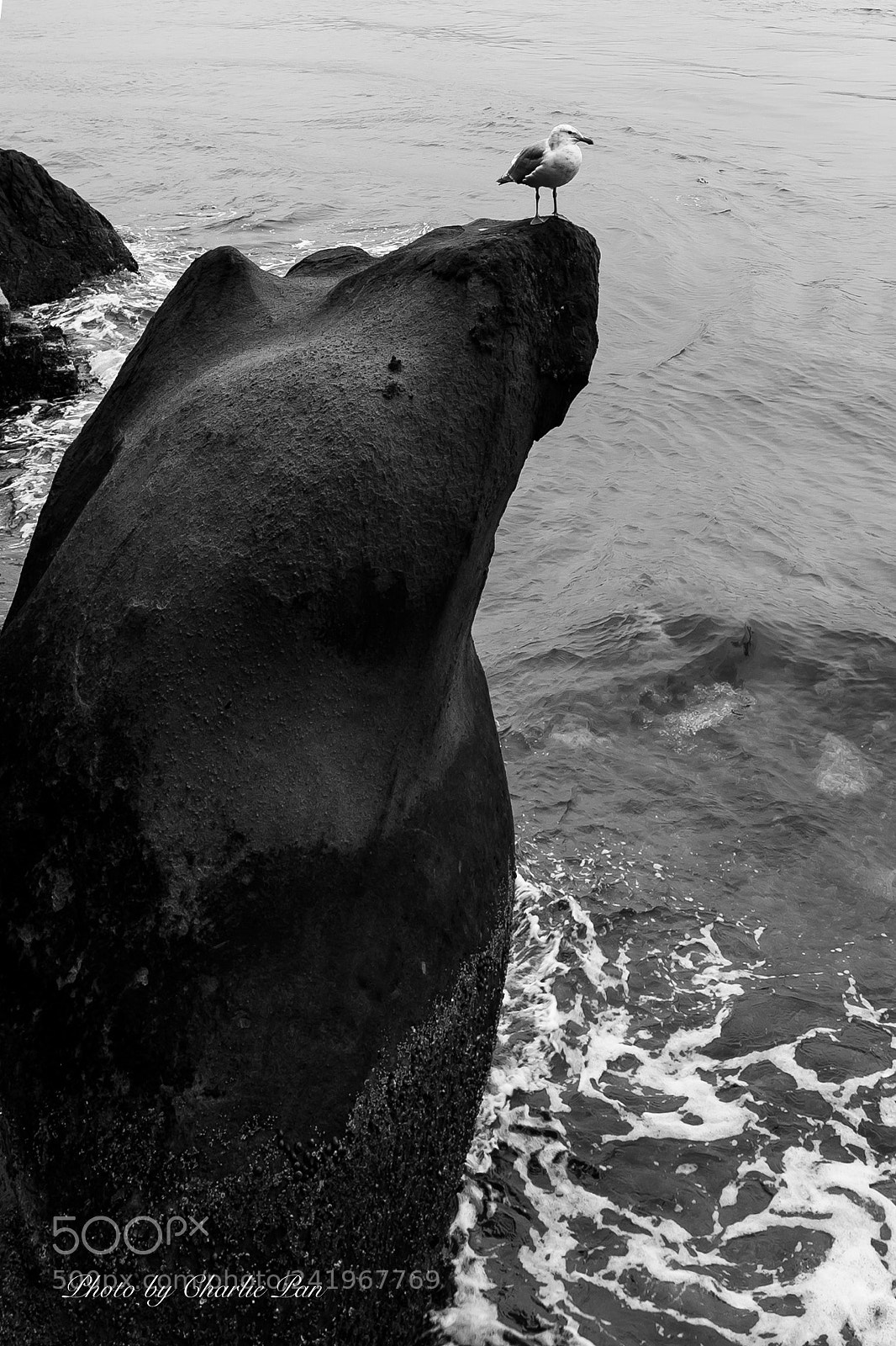 Sony a9 sample photo. Stanley park photography