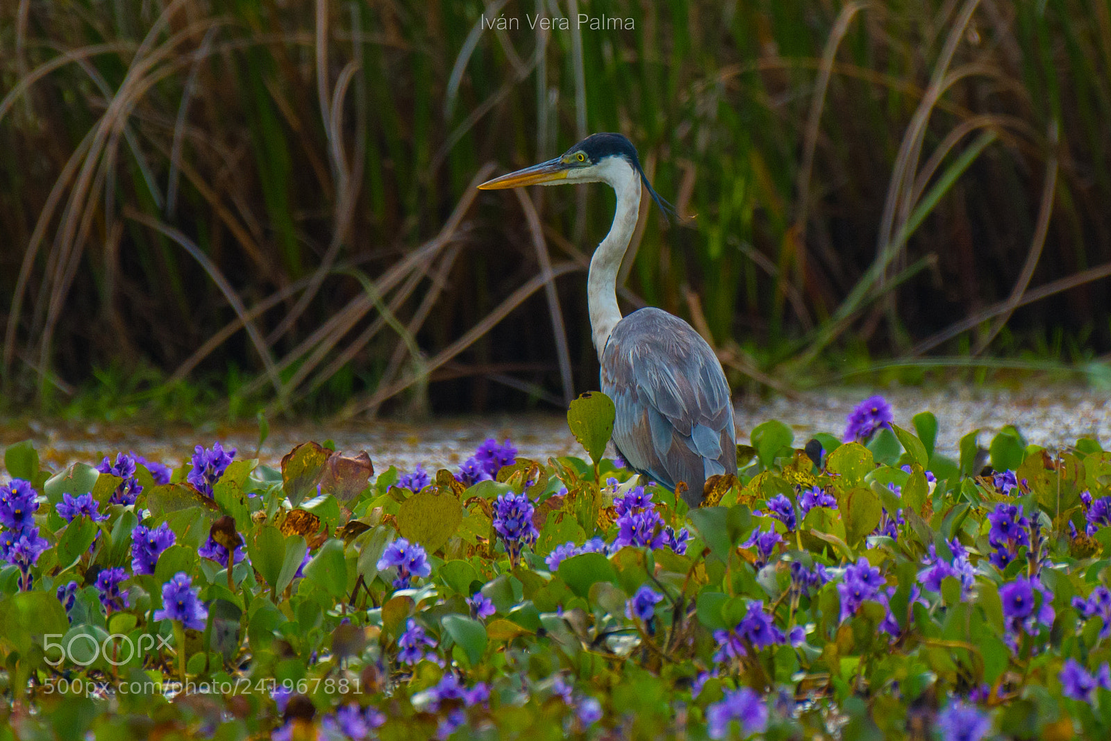 Nikon D500 sample photo. Garza mora photography