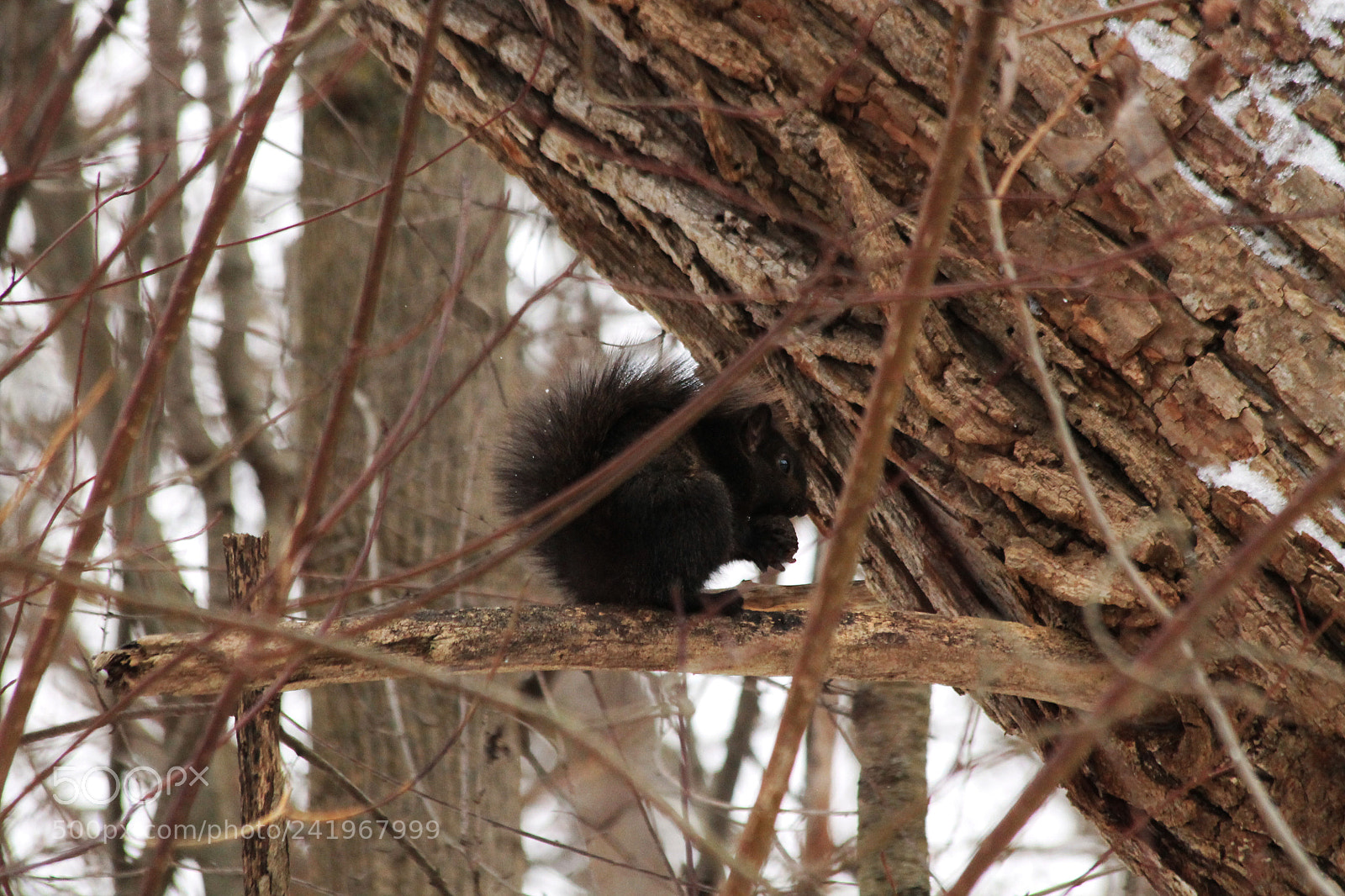 Canon EOS 1100D (EOS Rebel T3 / EOS Kiss X50) sample photo. Squirrel photography