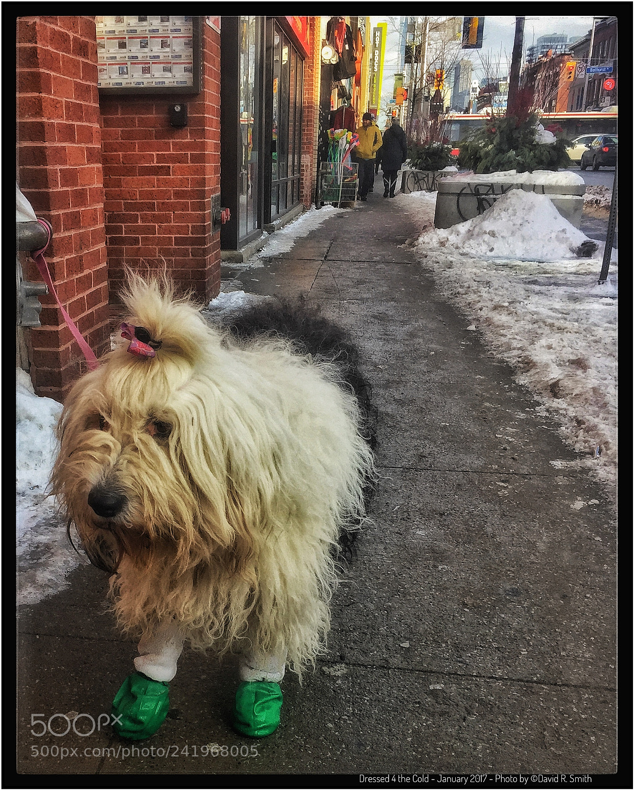 Apple iPhone 6 Plus sample photo. Dressed 4 the cold photography