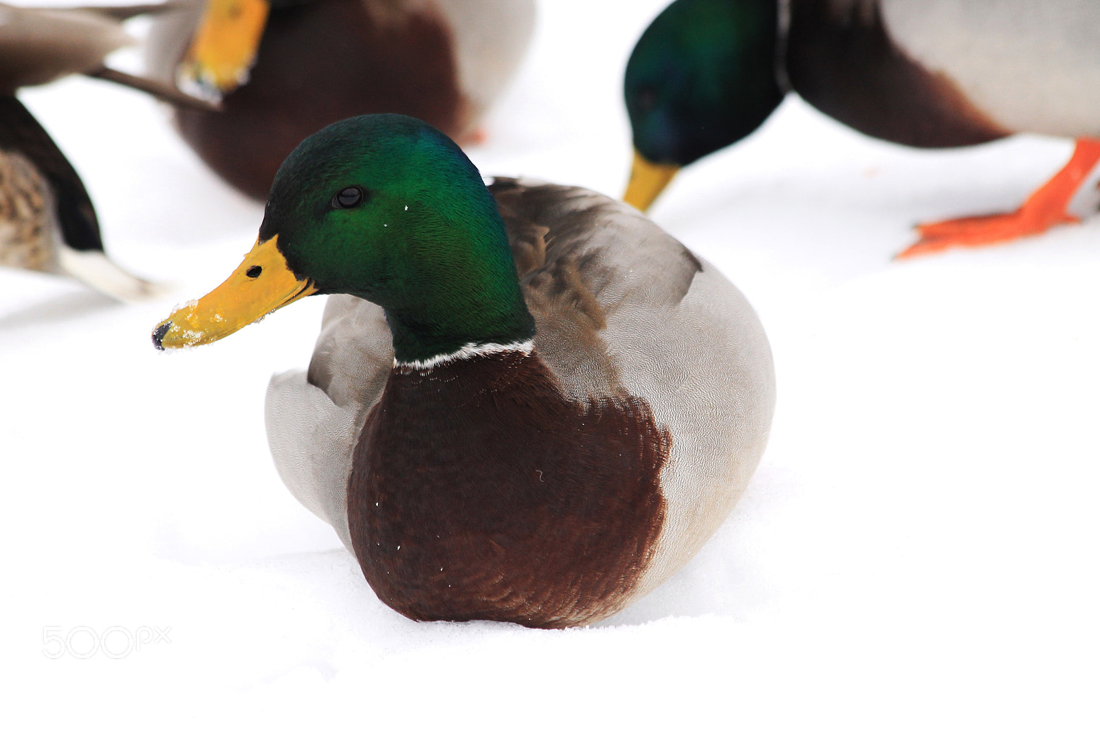 Canon EOS 1100D (EOS Rebel T3 / EOS Kiss X50) sample photo. Mallard duck photography