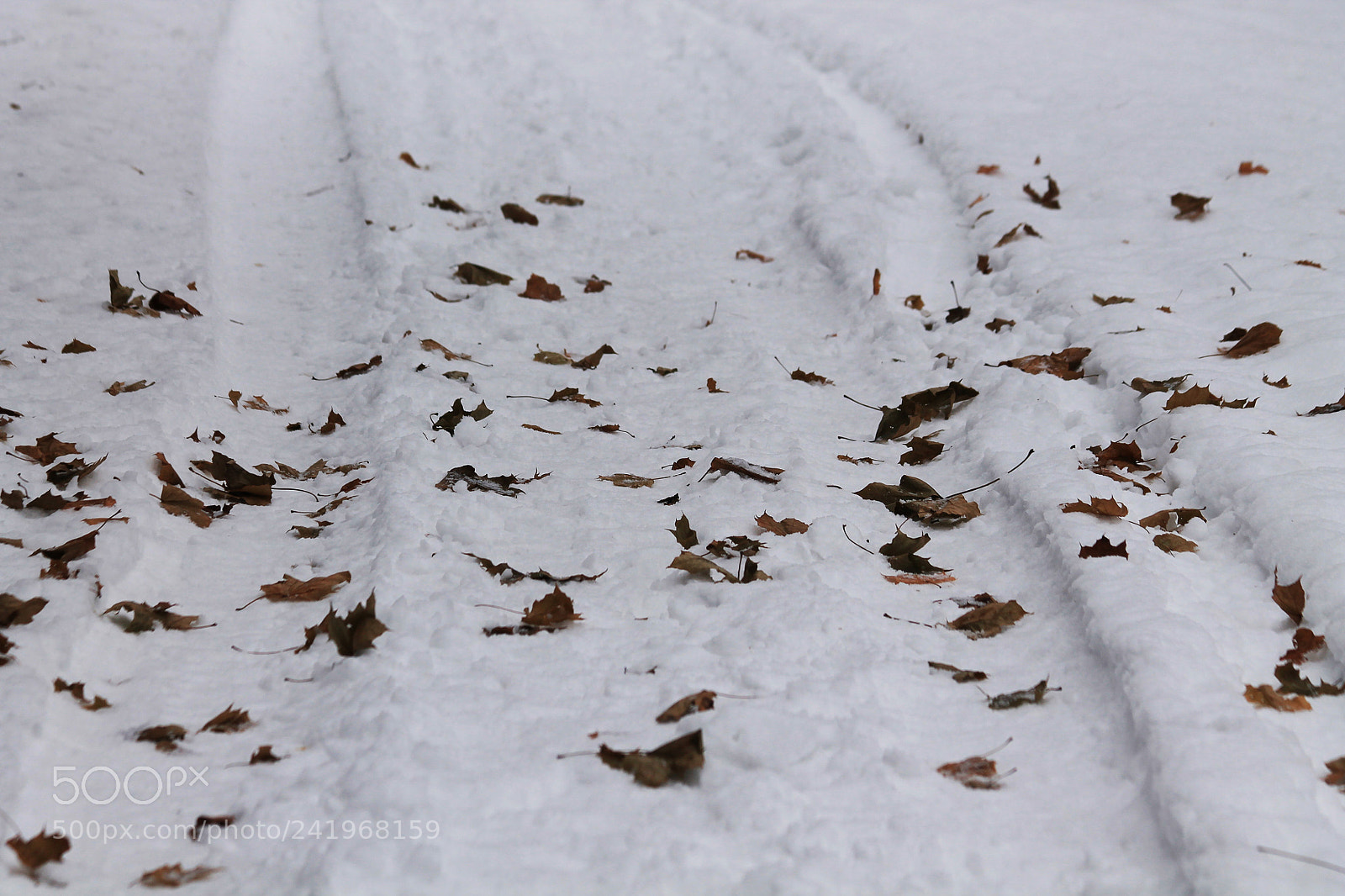 Canon EOS 1100D (EOS Rebel T3 / EOS Kiss X50) sample photo. Fall meets winter photography