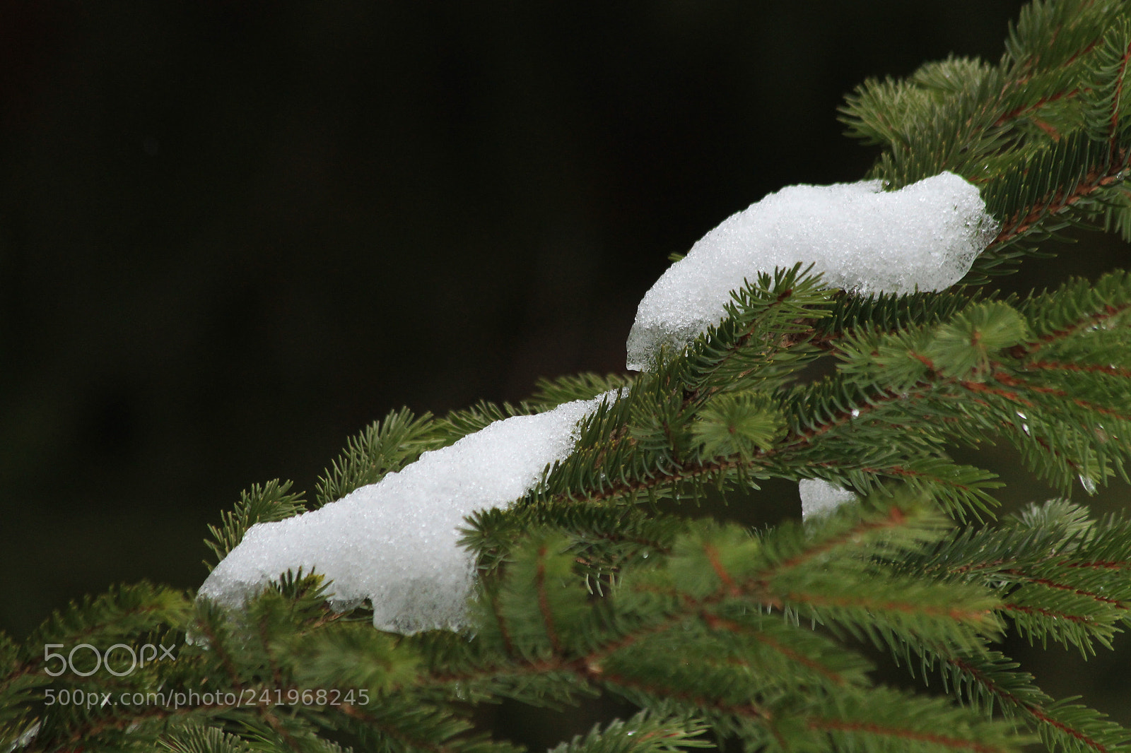 Canon EOS 1100D (EOS Rebel T3 / EOS Kiss X50) sample photo. Winter pine photography