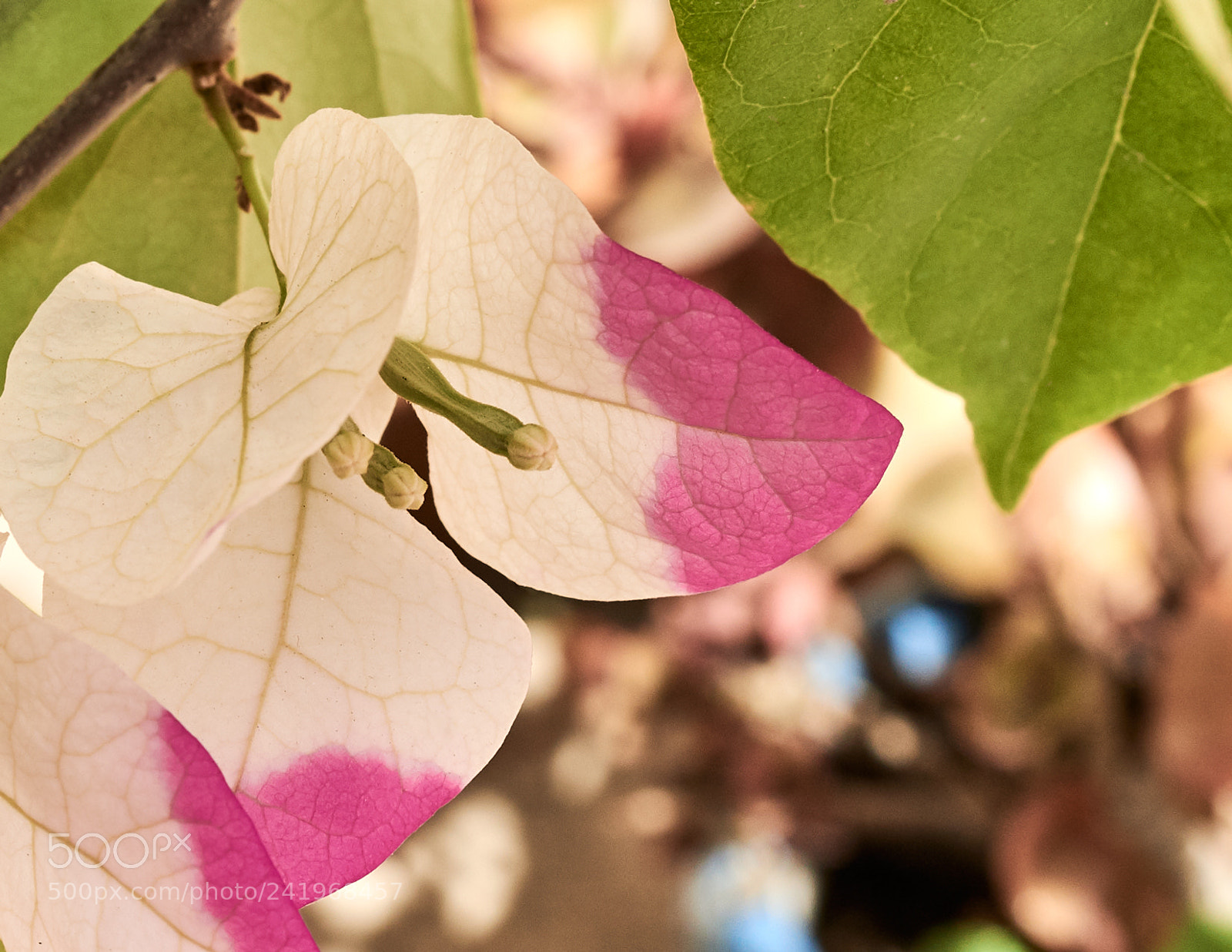 Nikon D800 sample photo. Peek-a-boo photography