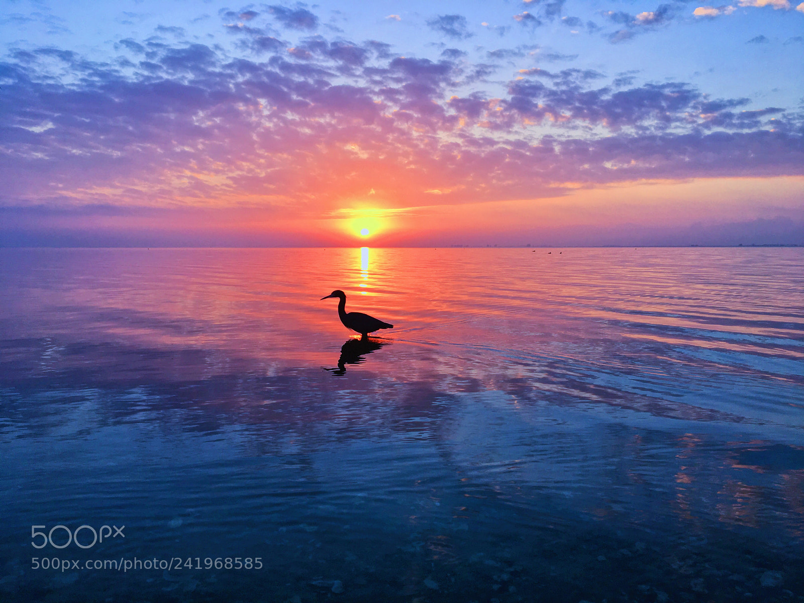 Apple iPhone 6s sample photo. Feeling ducky at sunrise photography