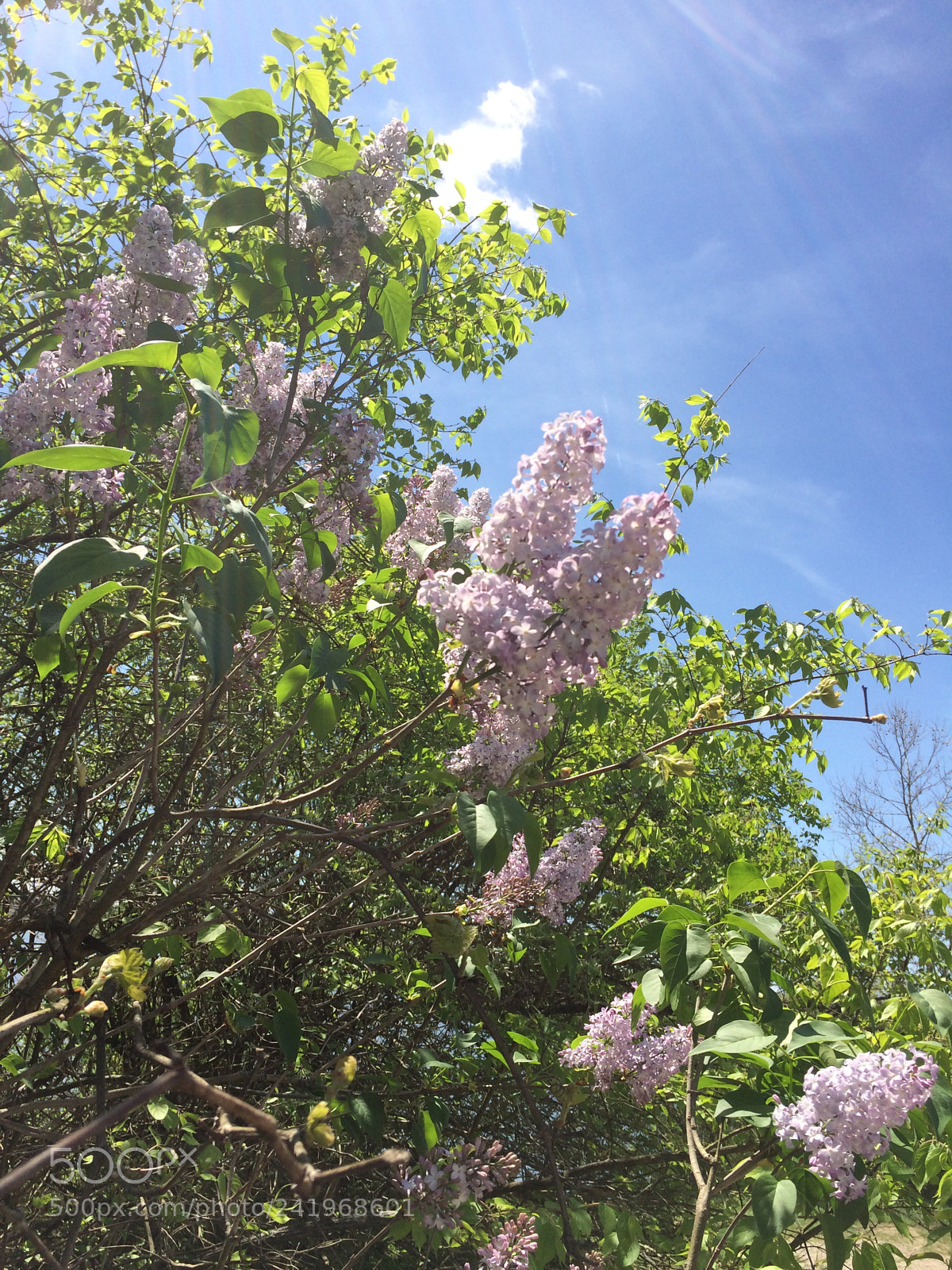 Apple iPhone 5s sample photo. Untitled photography