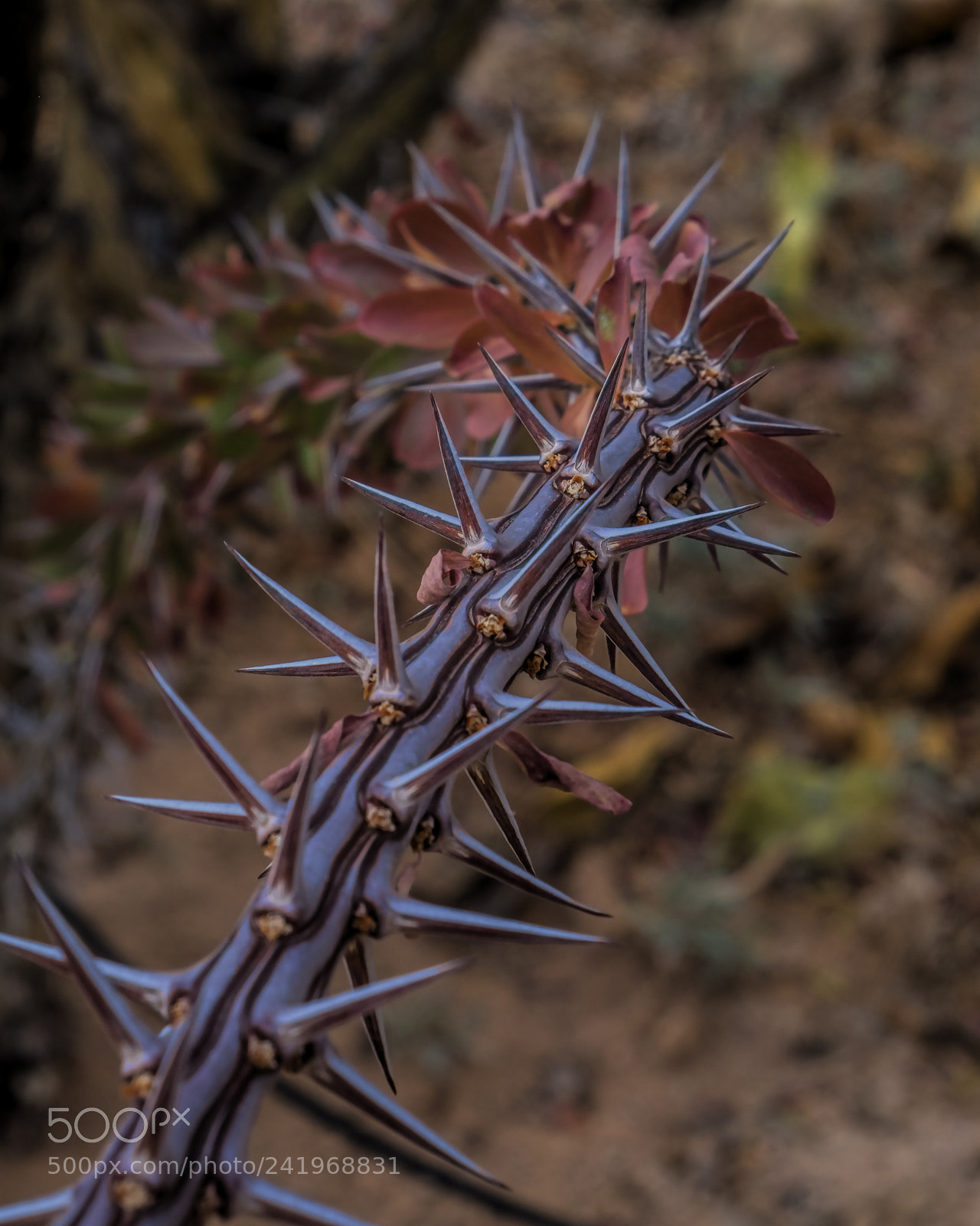 Fujifilm X-T2 sample photo. Up close and personal photography