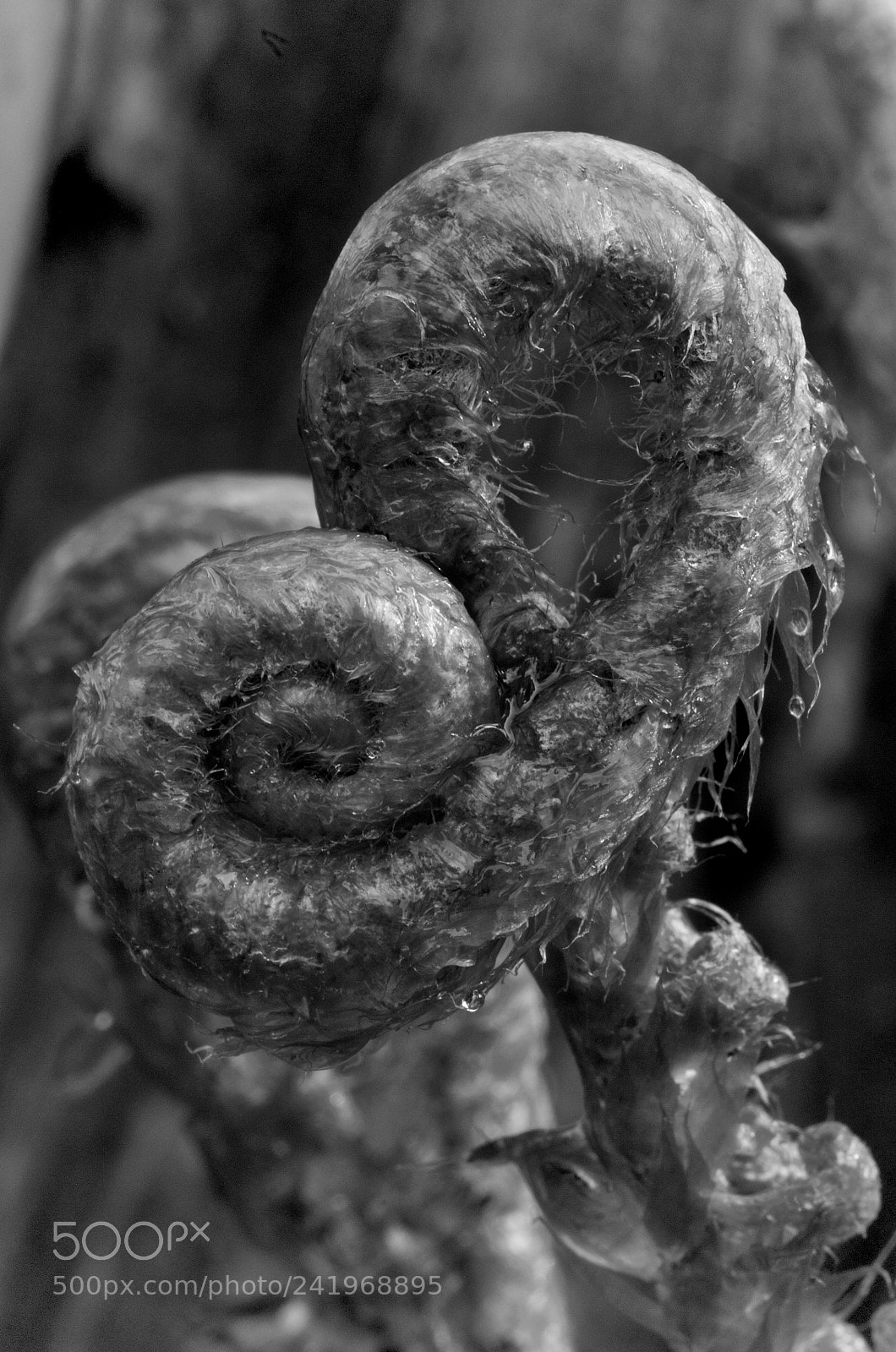 Nikon D300 sample photo. Unfold photography