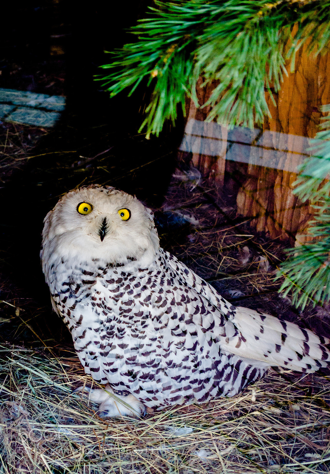 Nikon D3100 sample photo. Untitled photography