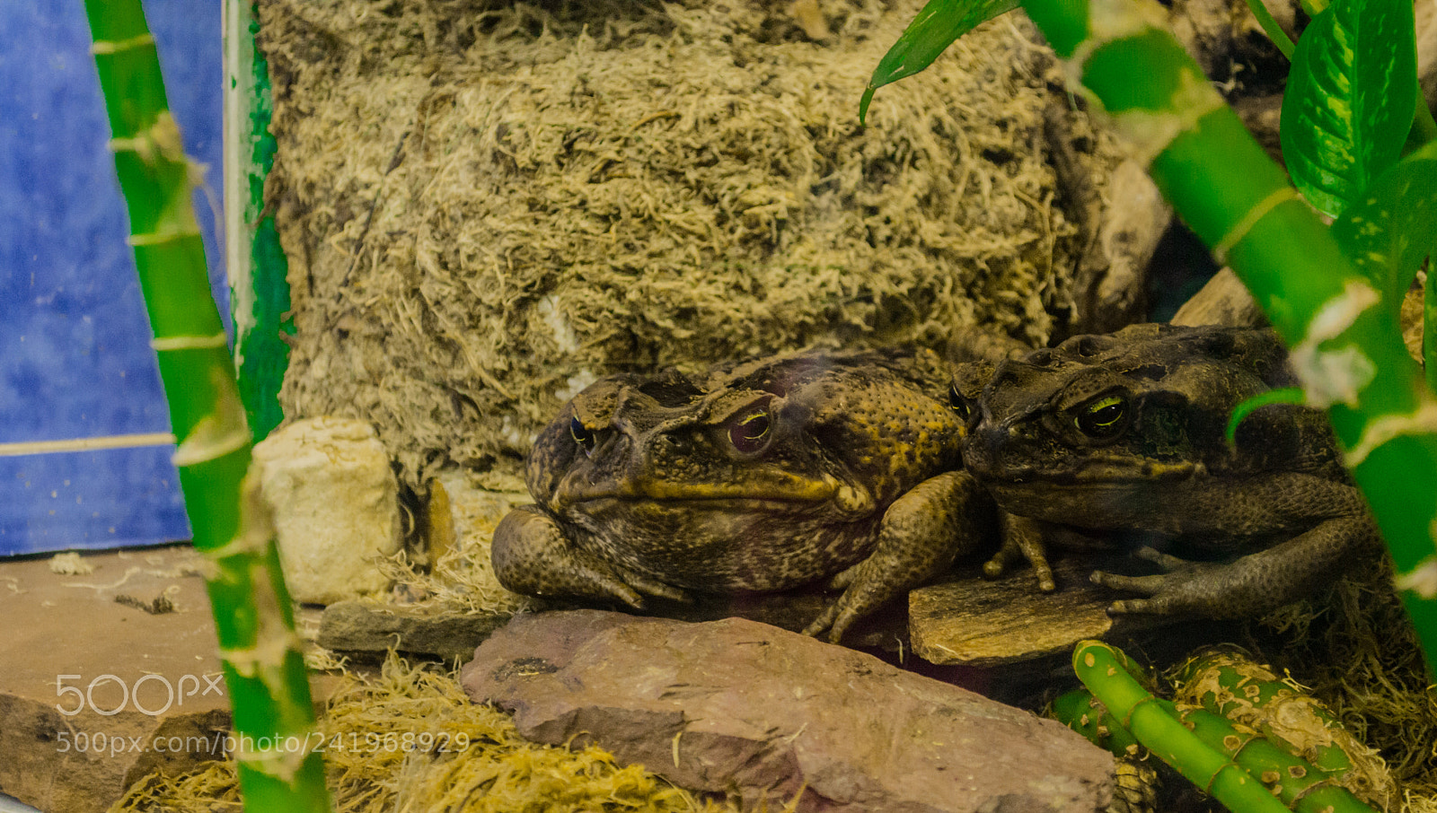 Nikon D3100 sample photo. Untitled photography