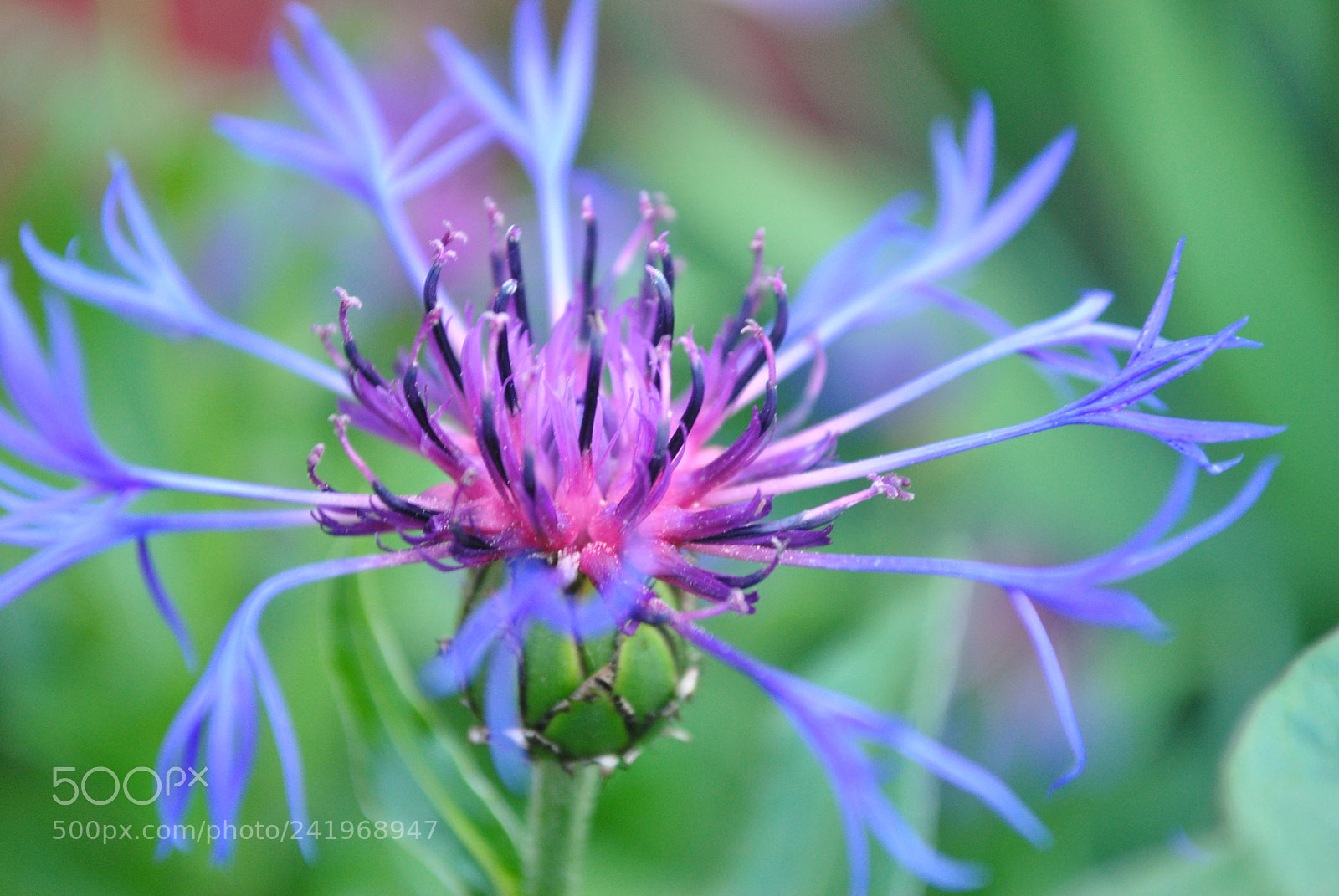 Nikon D3000 sample photo. Csc photography