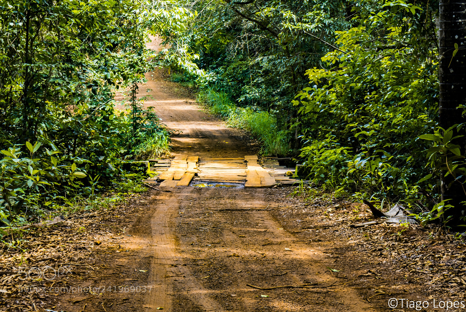 Canon EOS 800D (EOS Rebel T7i / EOS Kiss X9i) sample photo. Dirt road bridge photography