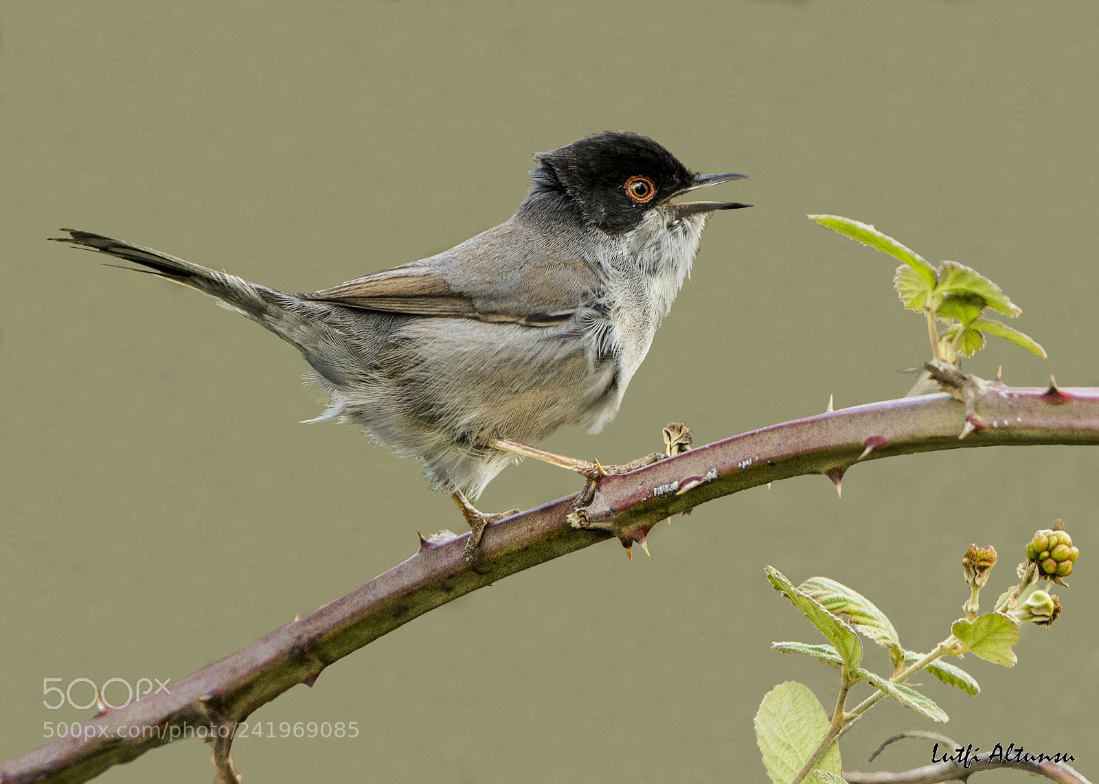 Nikon D500 sample photo. Sardinian warbler maskeli tle photography