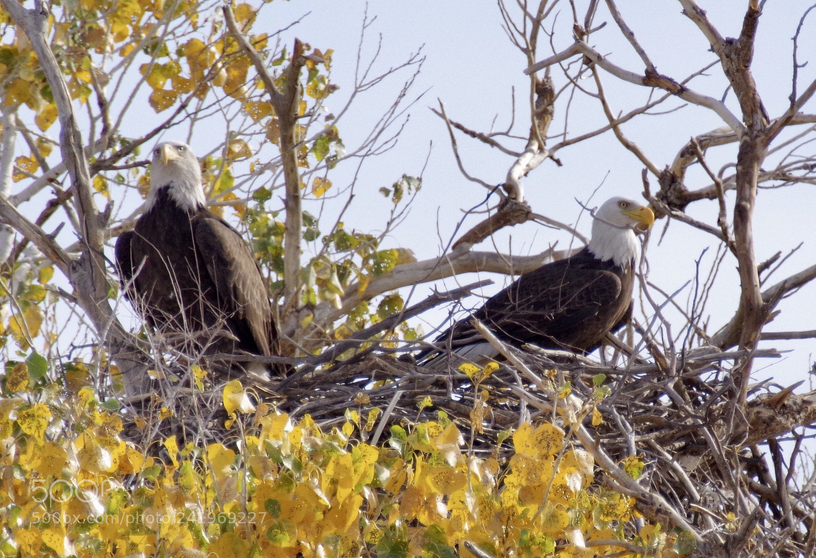 Pentax K-1 sample photo. Nesting bald eagles photography