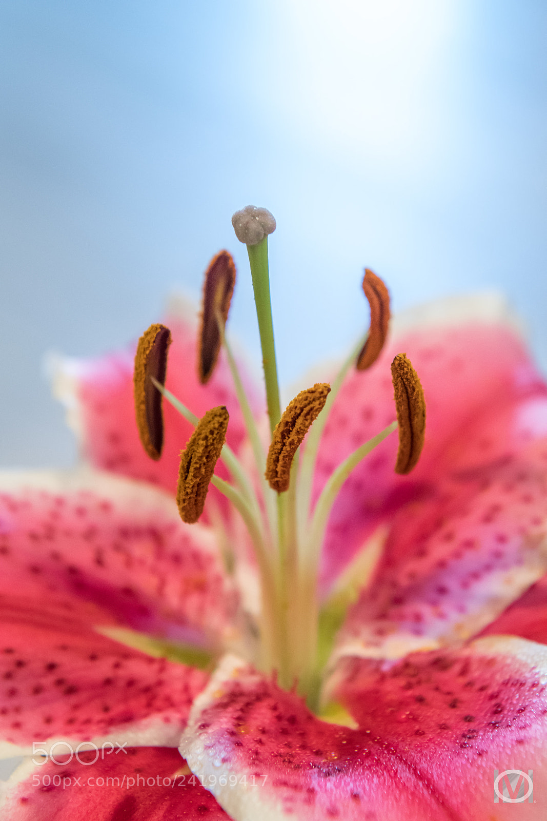 Nikon D850 sample photo. A lilly close-up photography