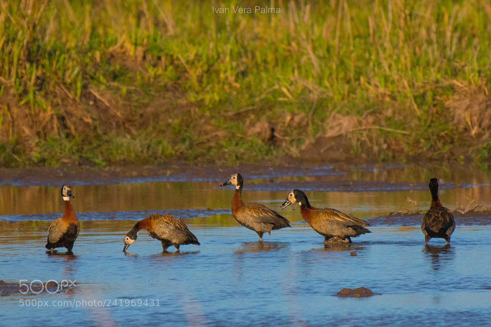 Nikon D500 sample photo. Patos picazo photography